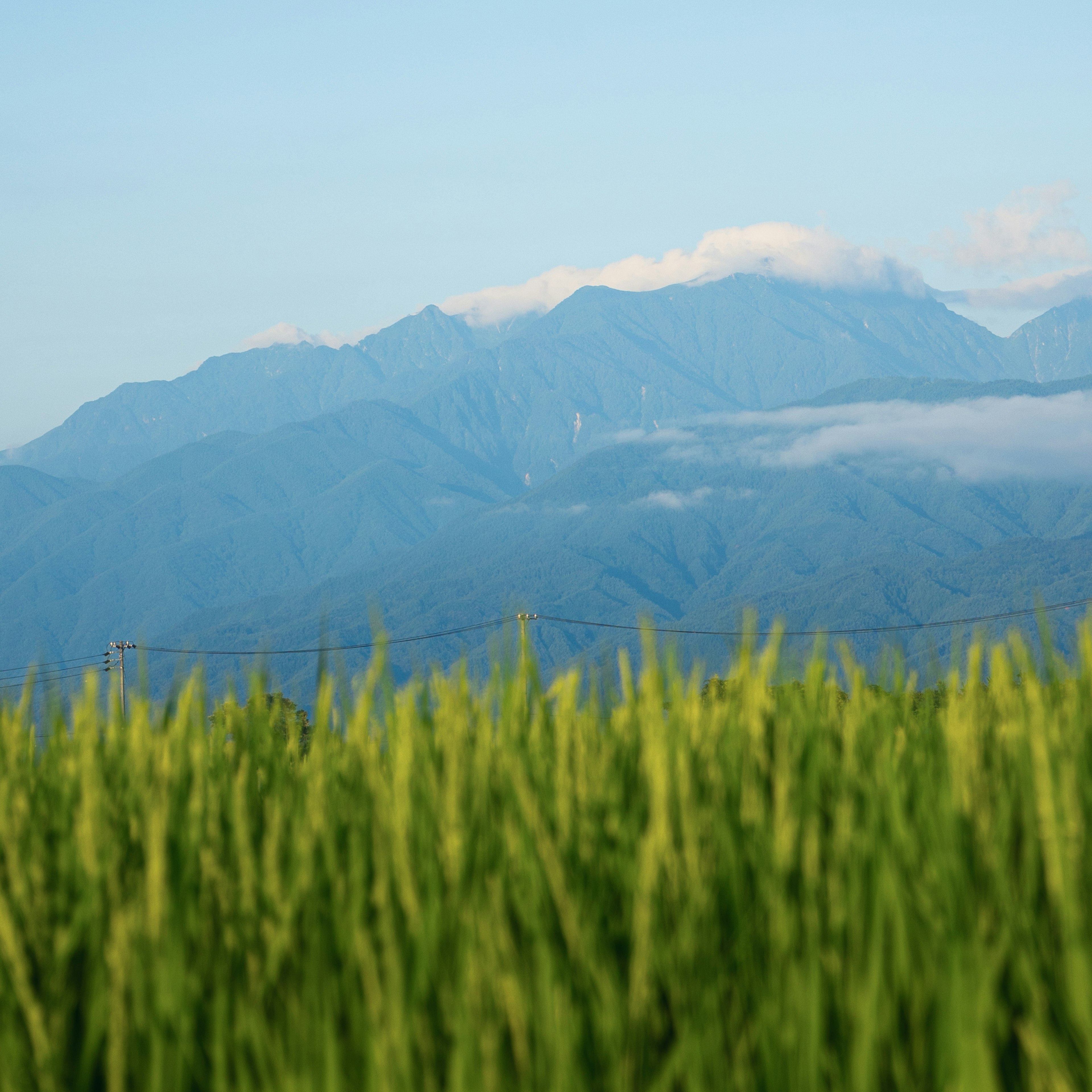 青い空と雲を背景にした緑の稲と山々の風景