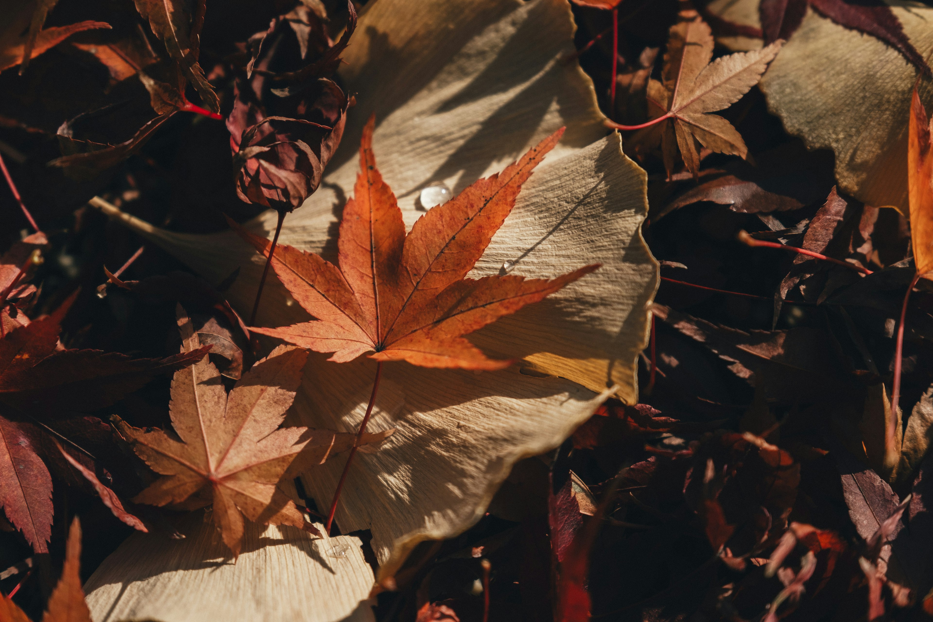 色とりどりの落ち葉の中にあるオレンジ色の紅葉の葉