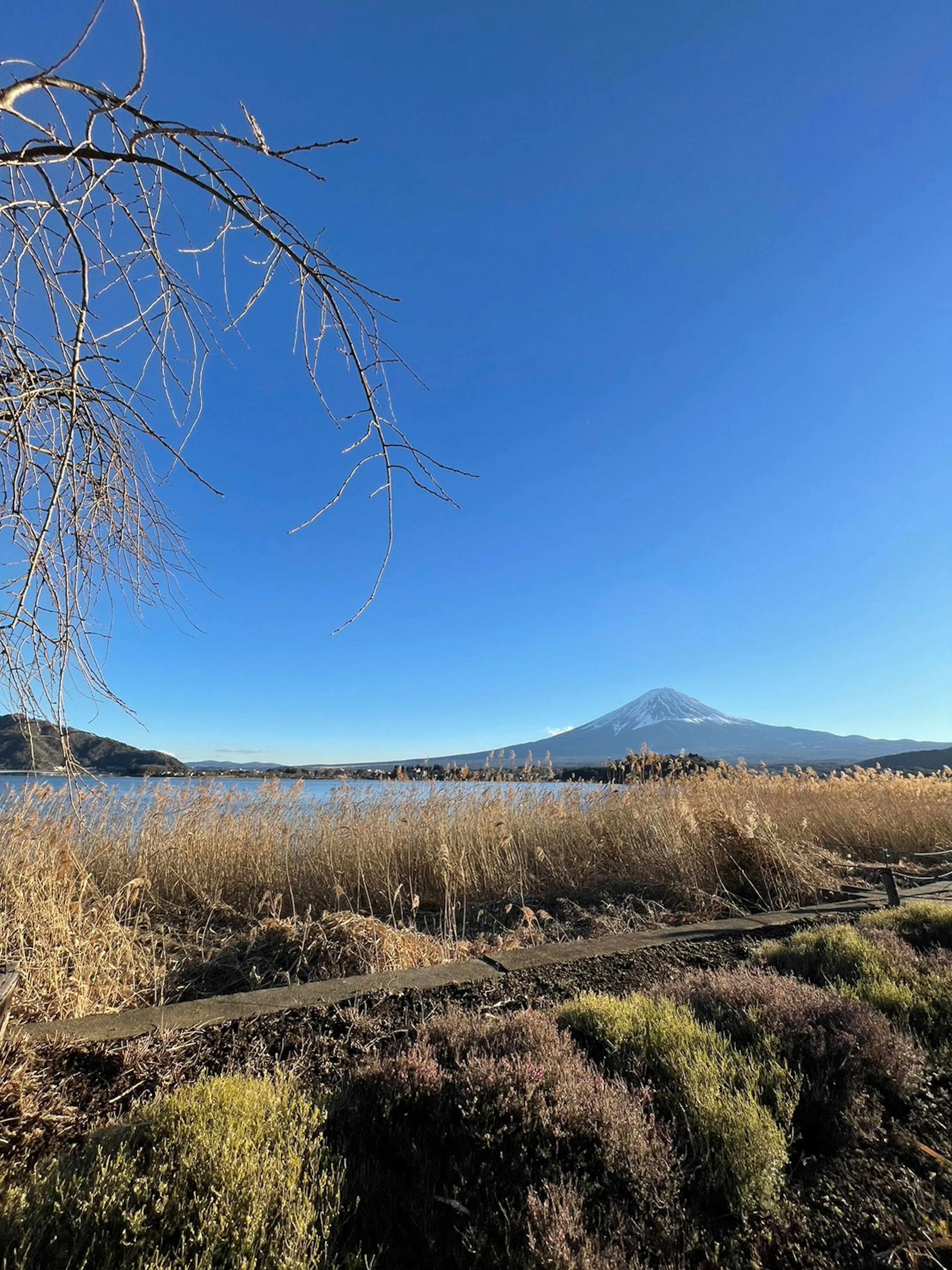 富士山を背景にした湖の風景と草原