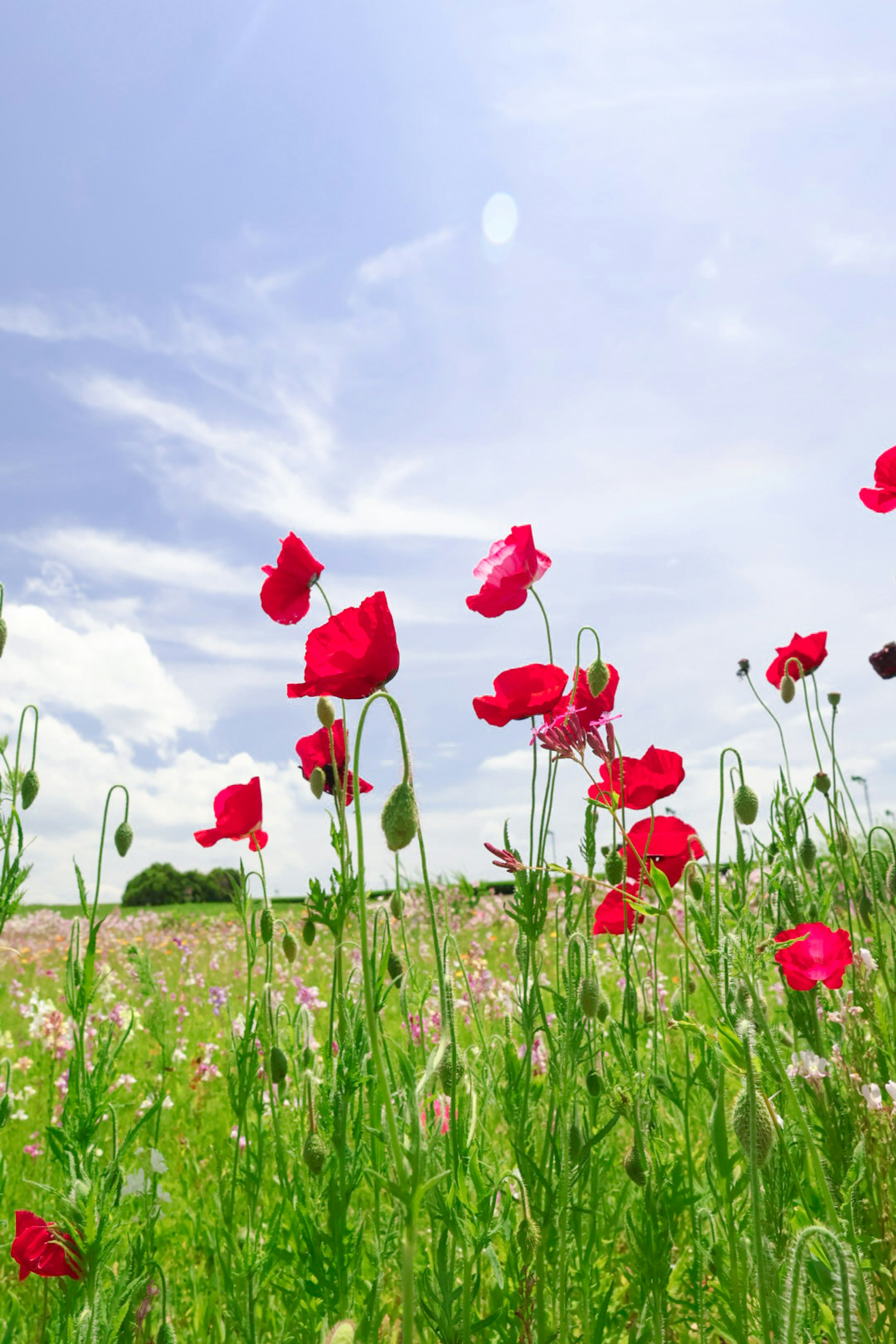 青空の下で咲く赤いポピーの花々が広がる風景