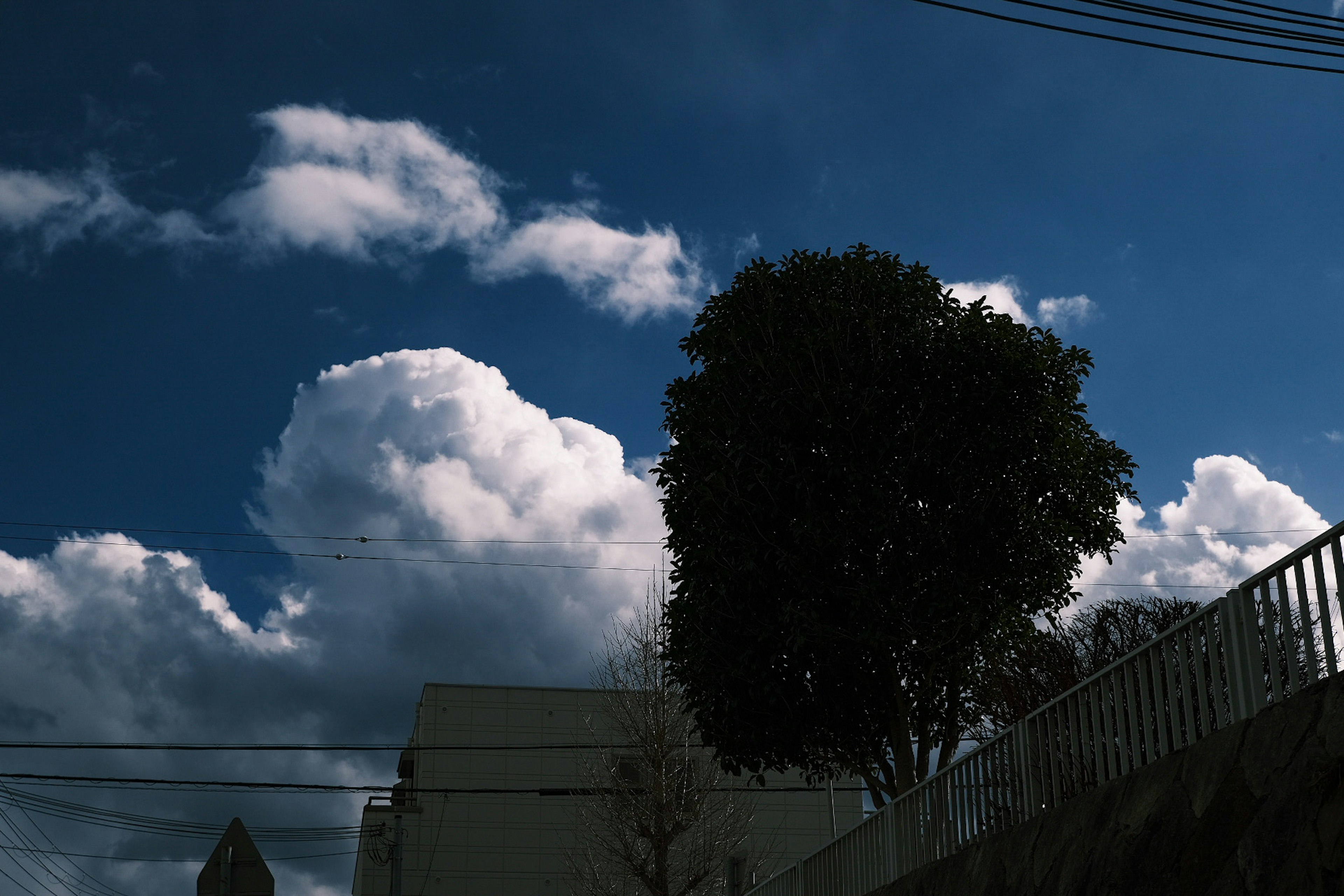 A tree and building against a backdrop of blue sky and white clouds