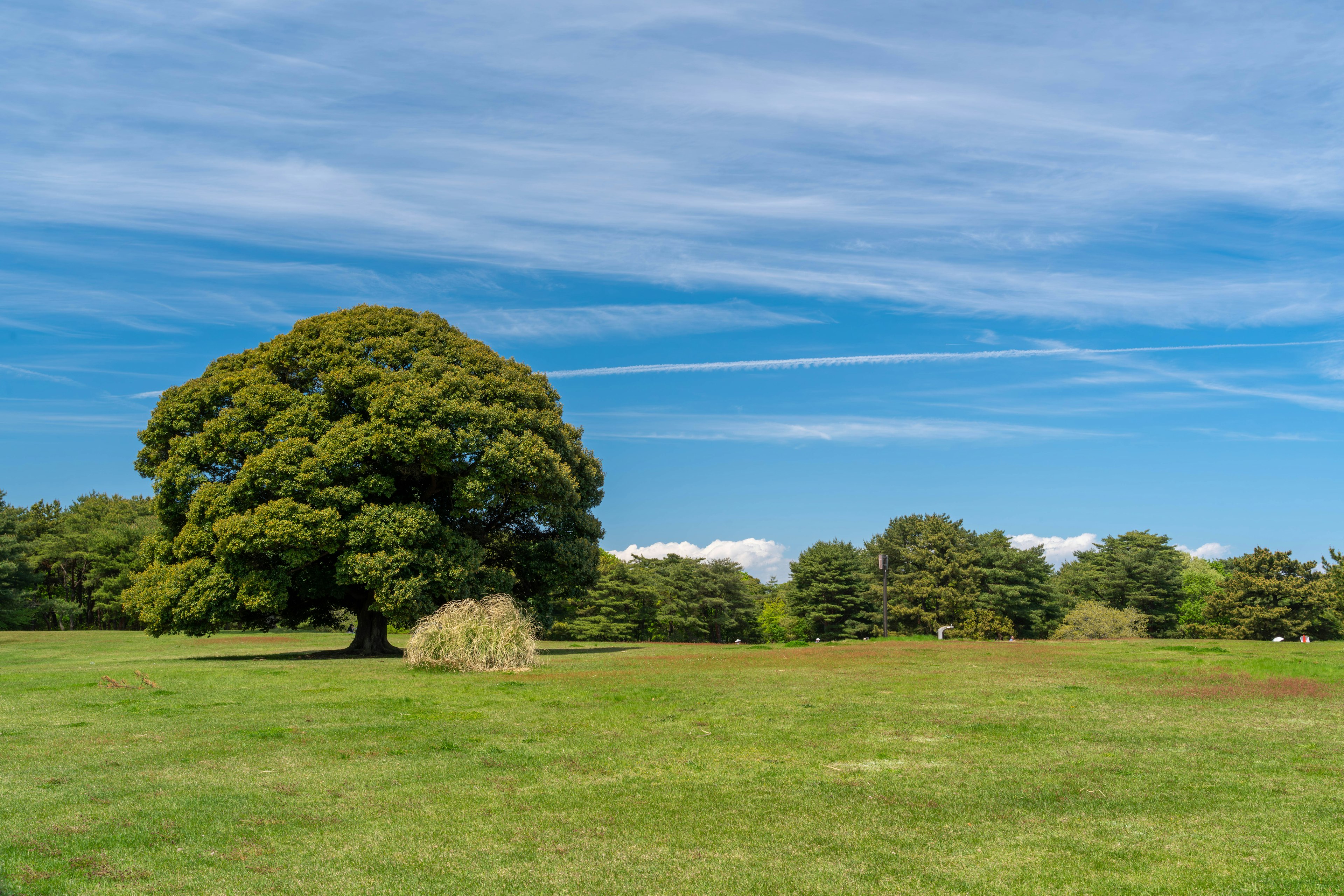 Un grande albero si erge in un vasto campo erboso sotto un cielo blu