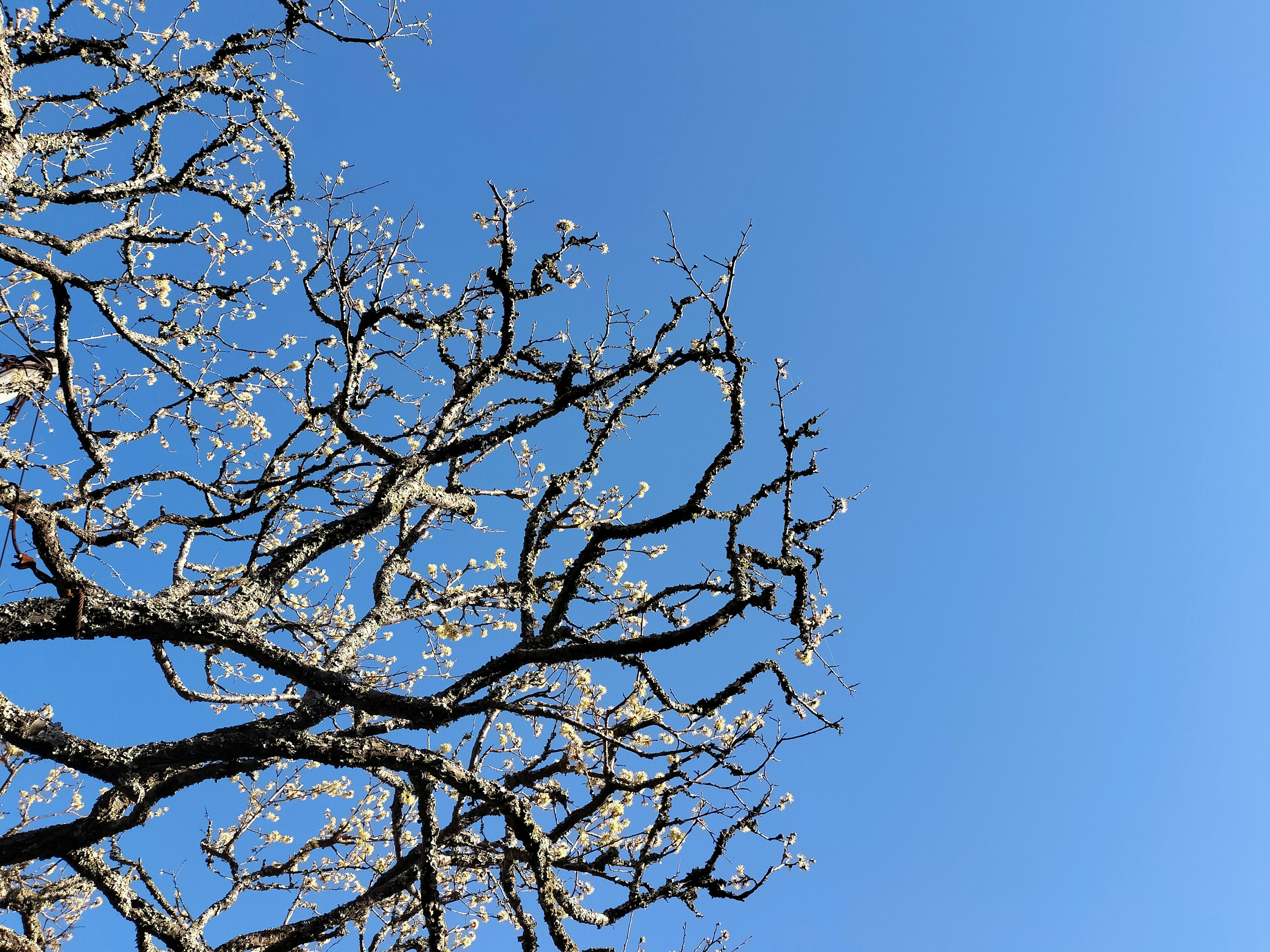 Branches with white flowers under a blue sky