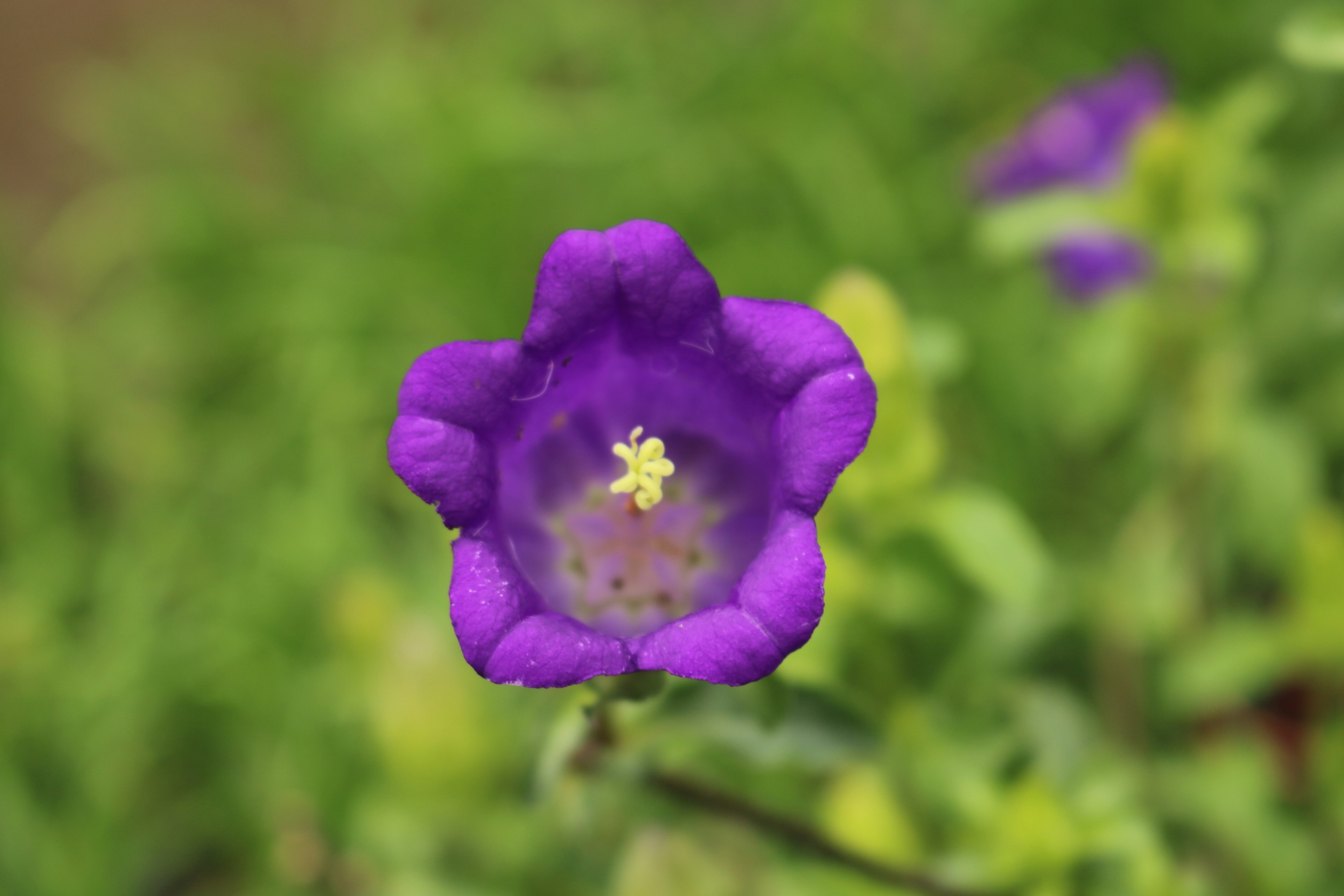 Acercamiento de una flor morada sobre fondo verde