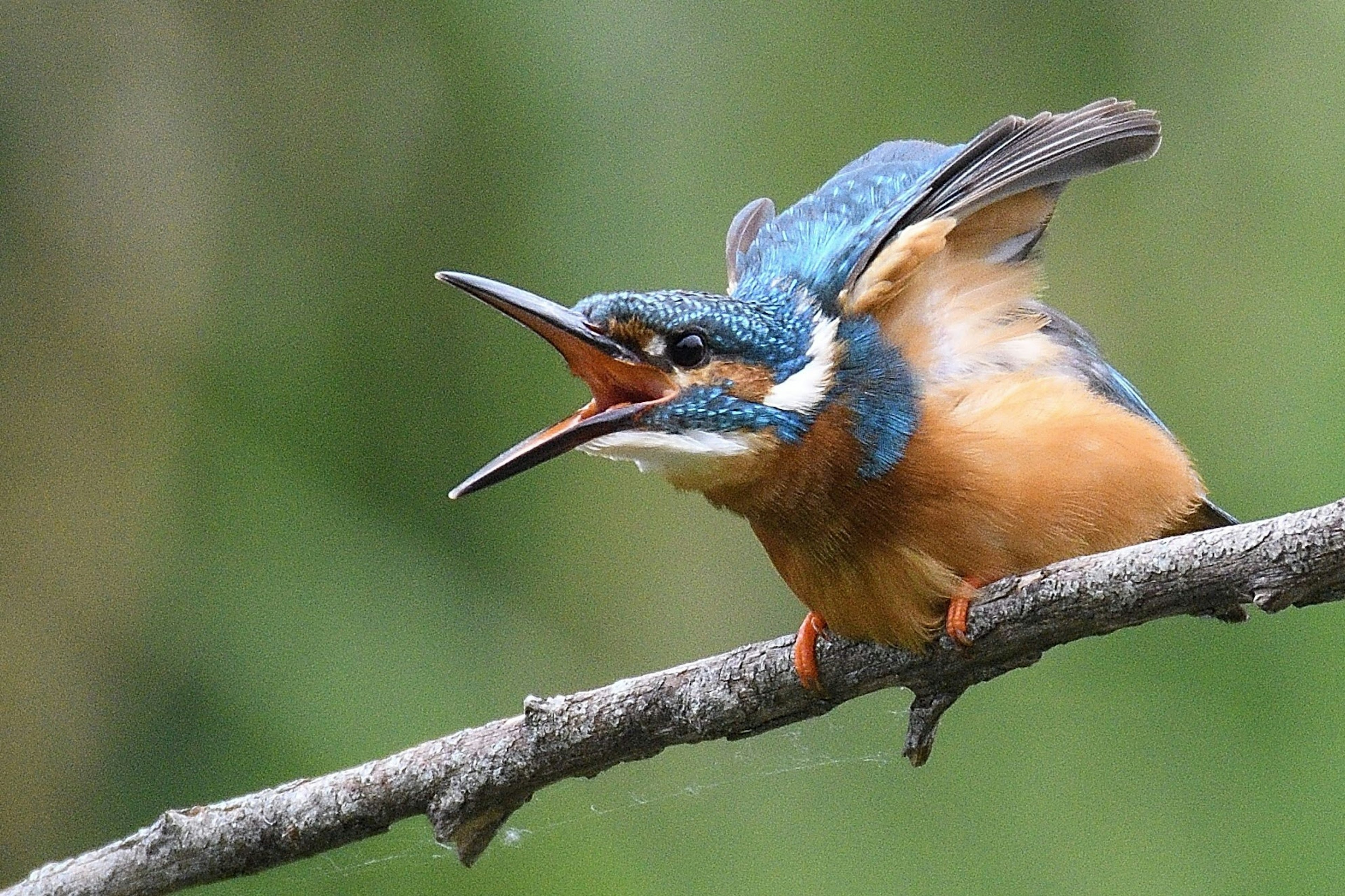 A kingfisher with blue feathers and an orange chest perched on a branch shouting loudly