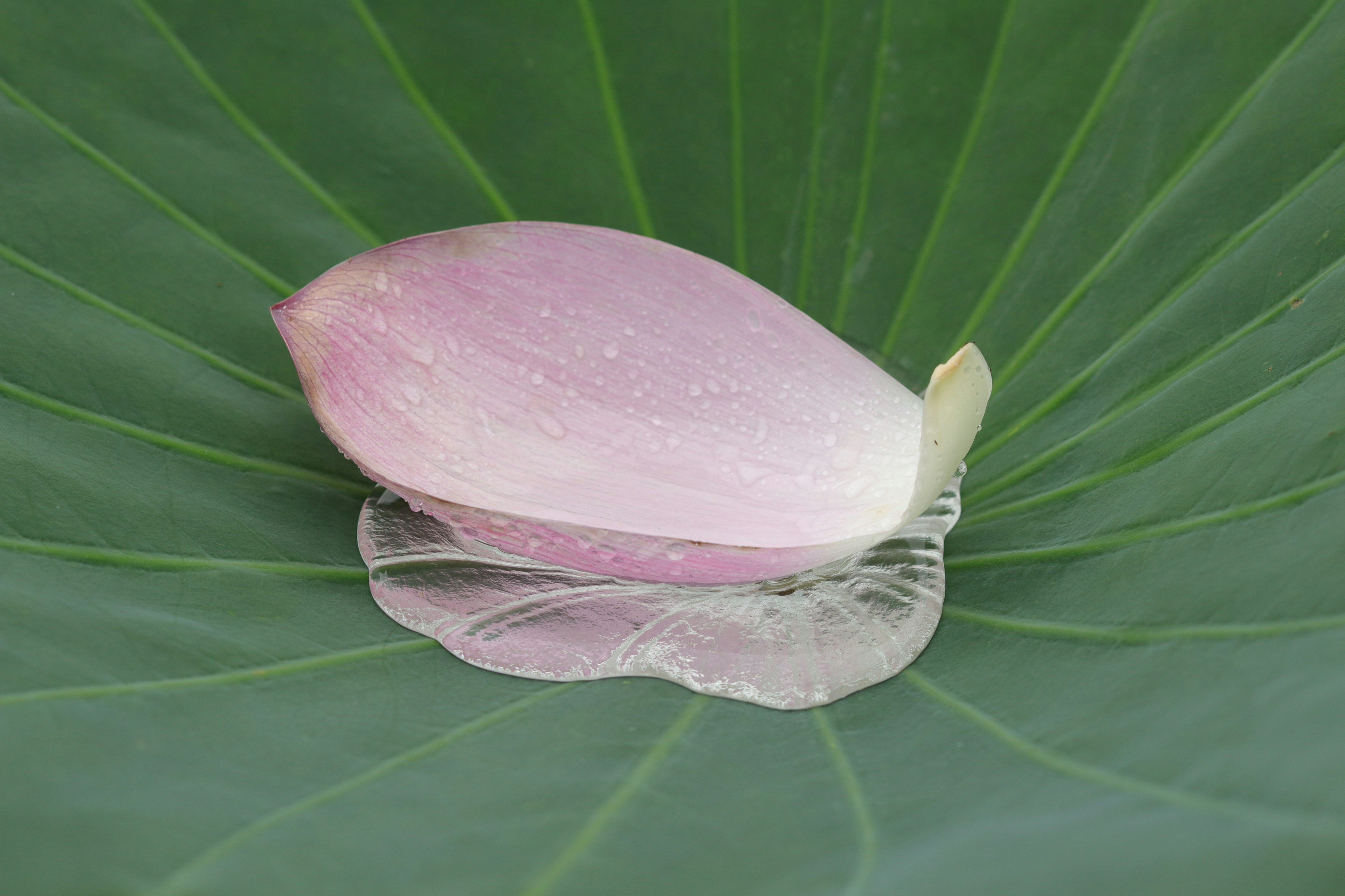 Un petalo di loto rosa appoggiato su una grande foglia verde