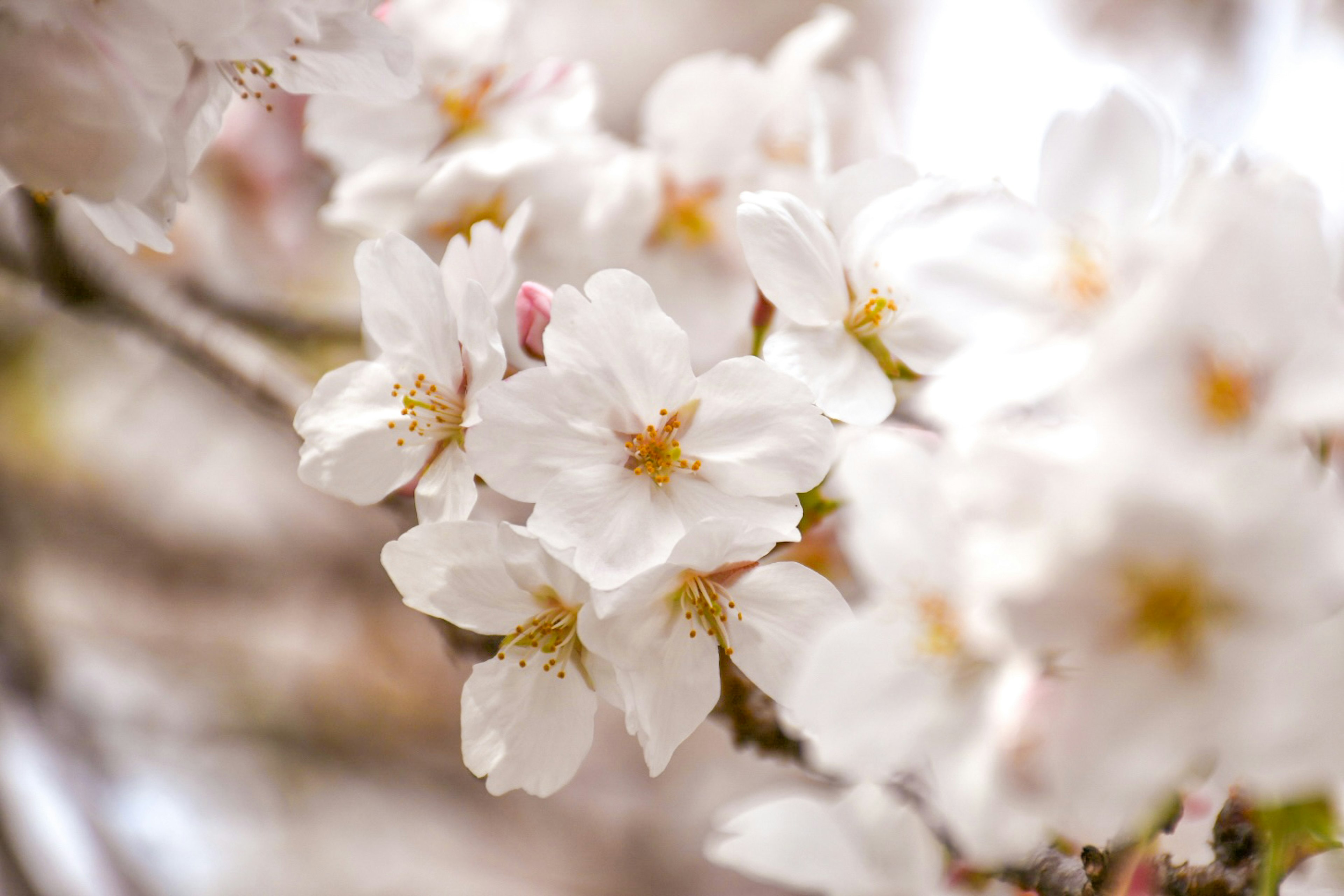 Foto close-up dari bunga sakura yang mekar