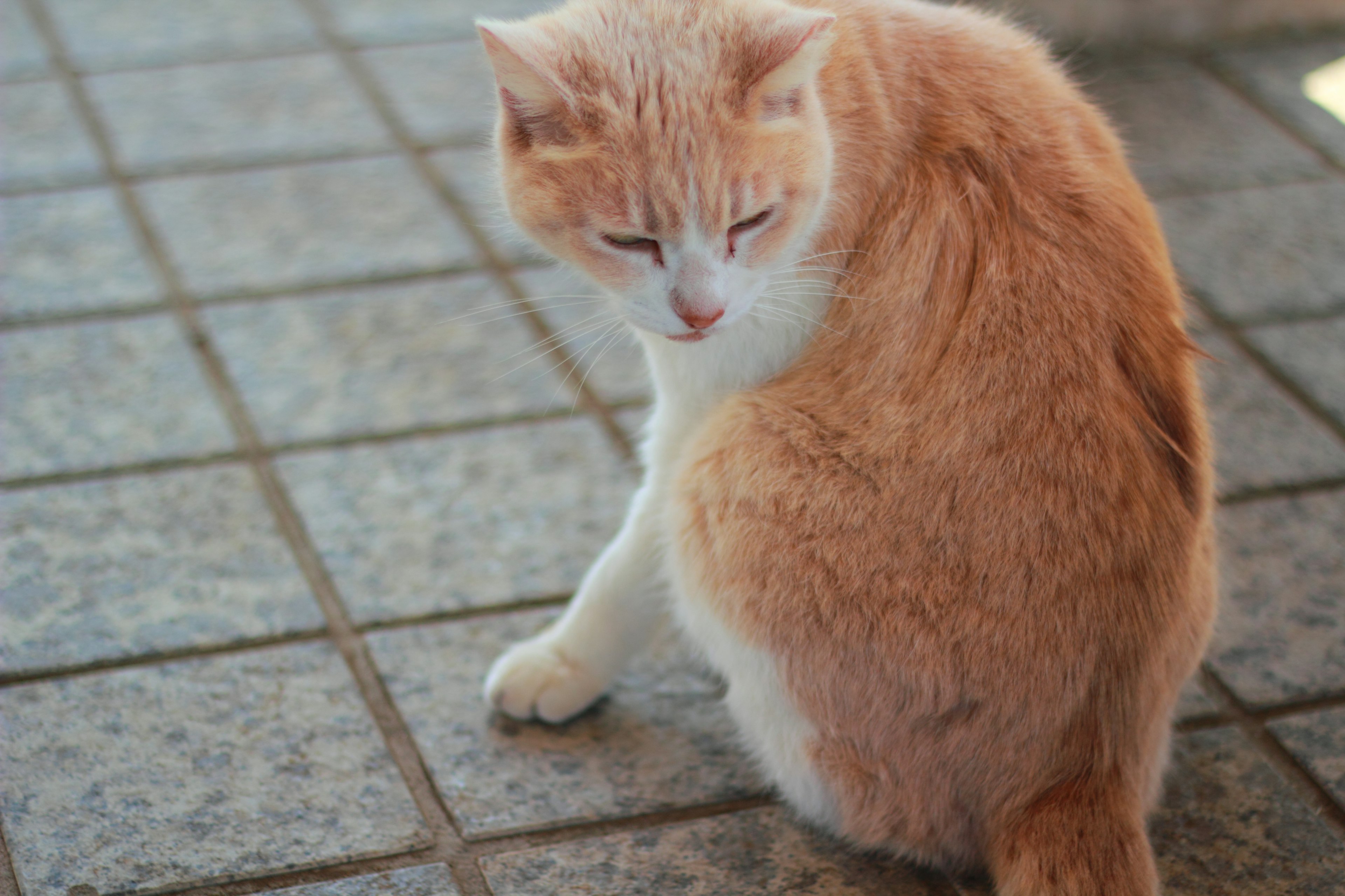 Orange cat sitting on tiled floor facing backward