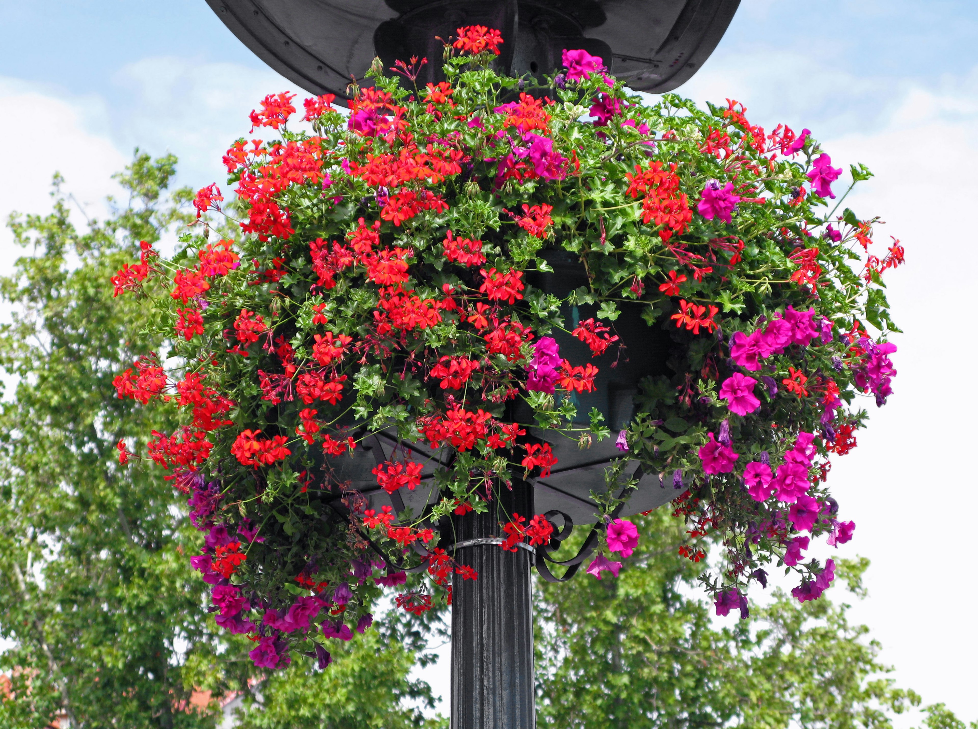 Vibrant red and purple flowers in a hanging planter on a lamp post