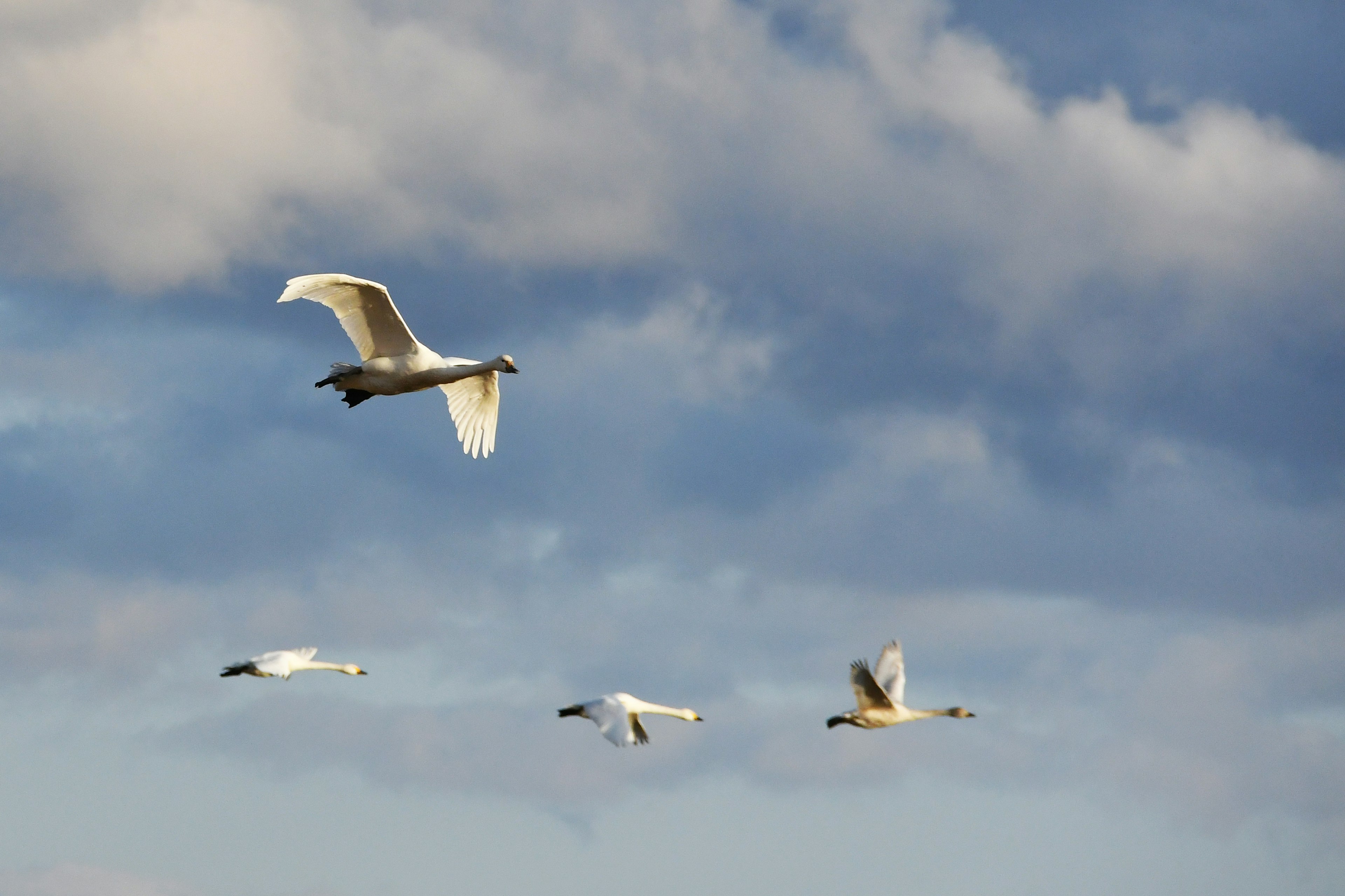 White birds flying in the sky with blue clouds