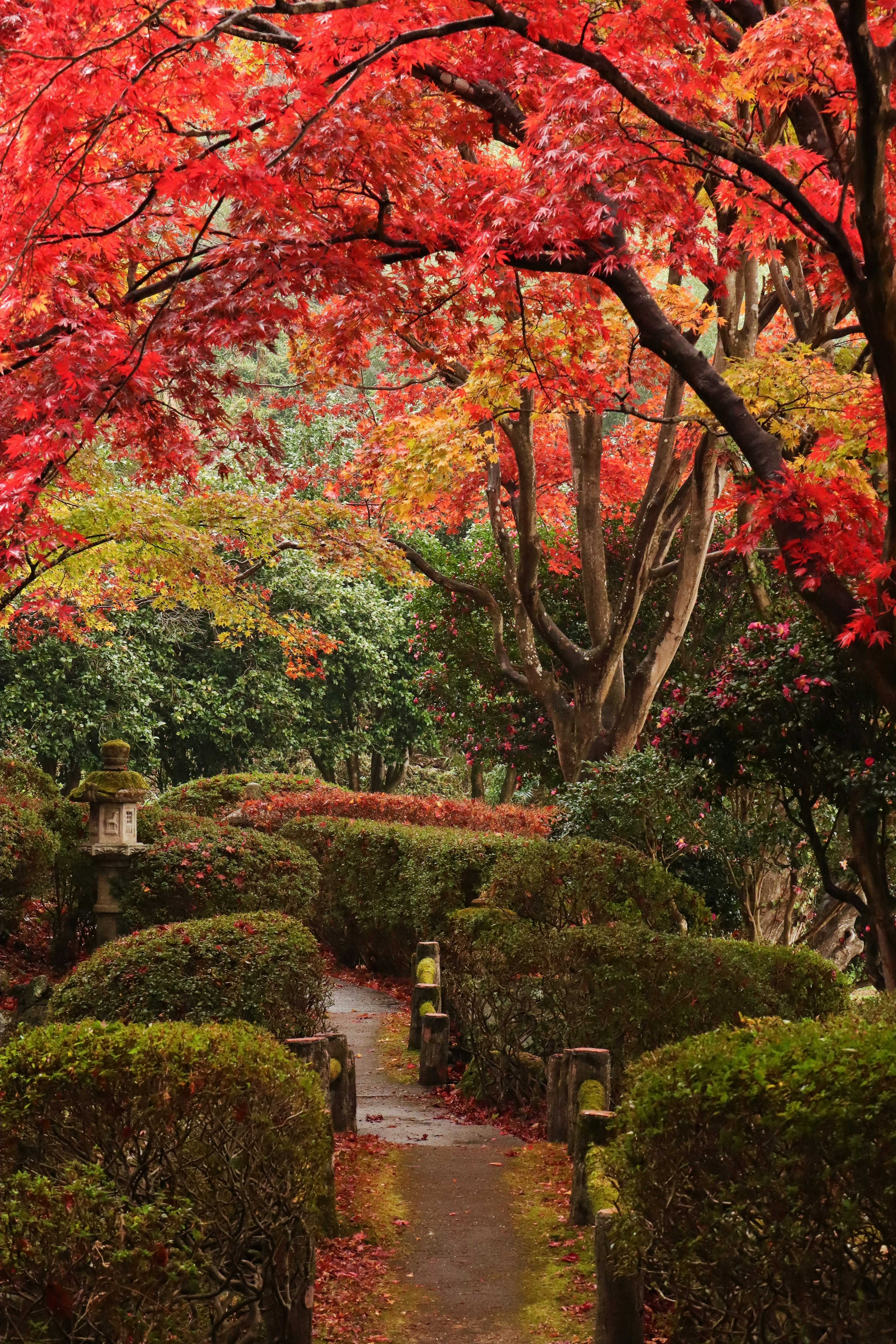 A winding path surrounded by vibrant autumn foliage in a park