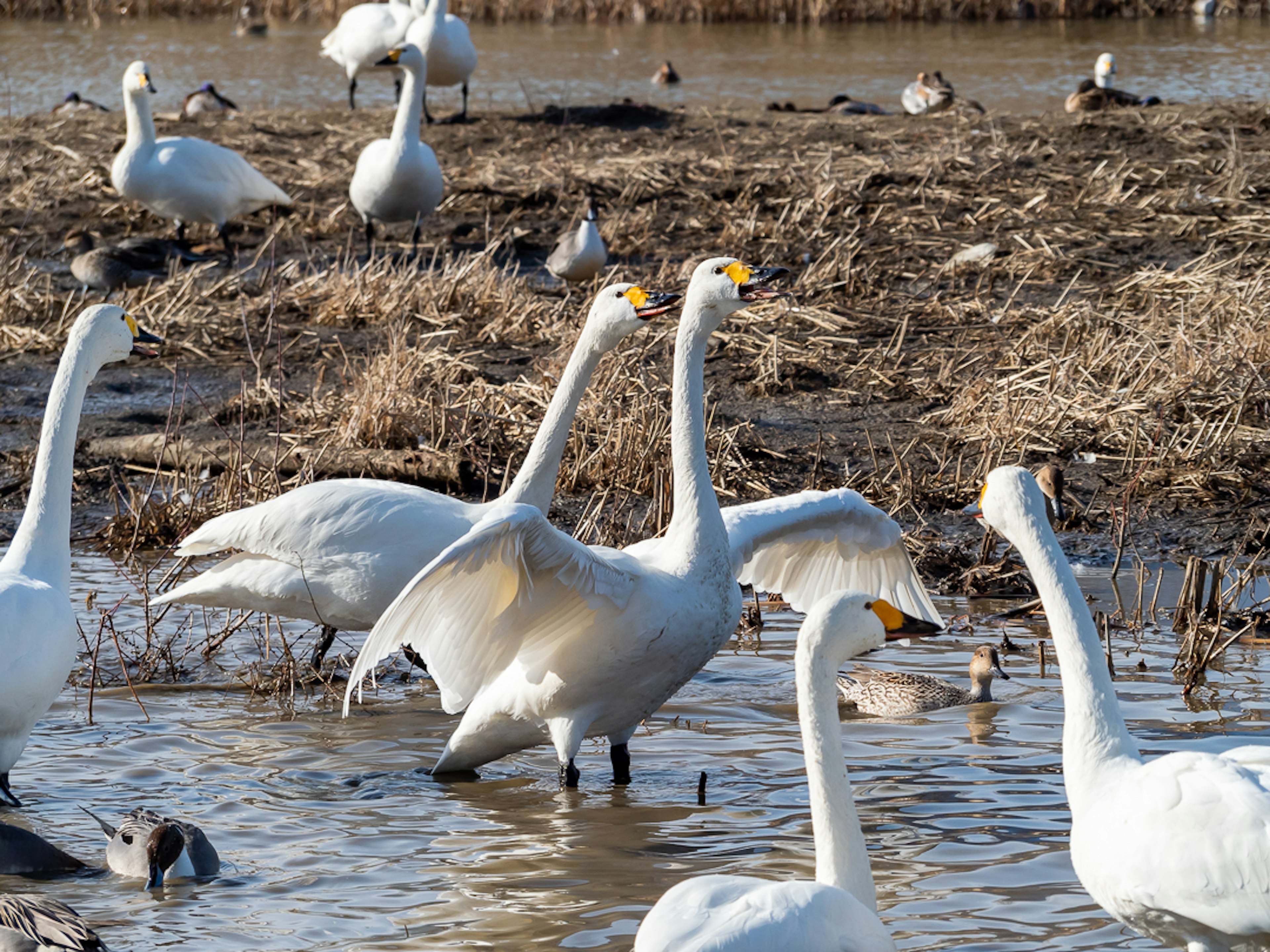 Cisnes nadando en un área húmeda con un fondo natural