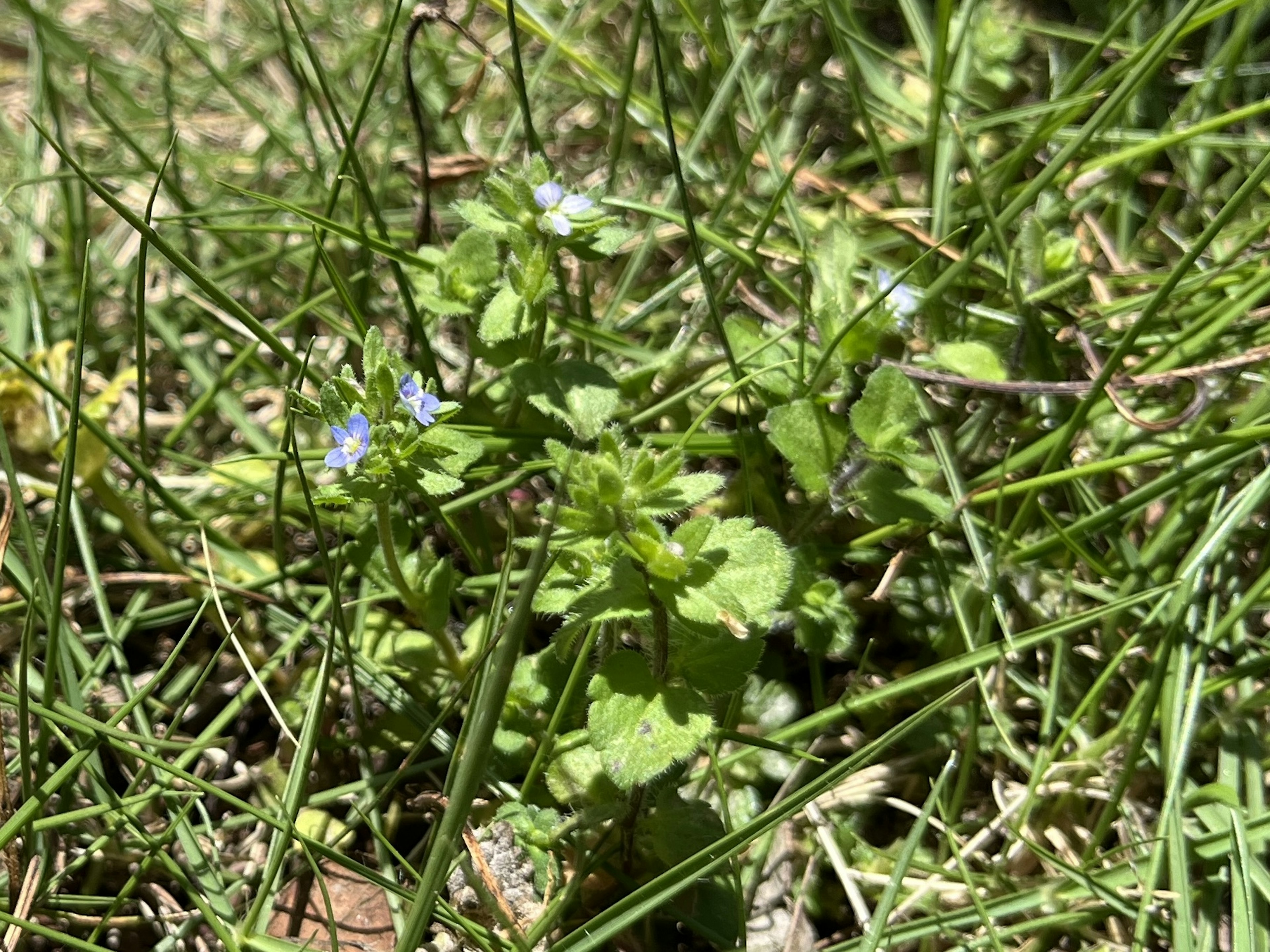 緑の草と小さな青い花が生えている地面の近くの画像