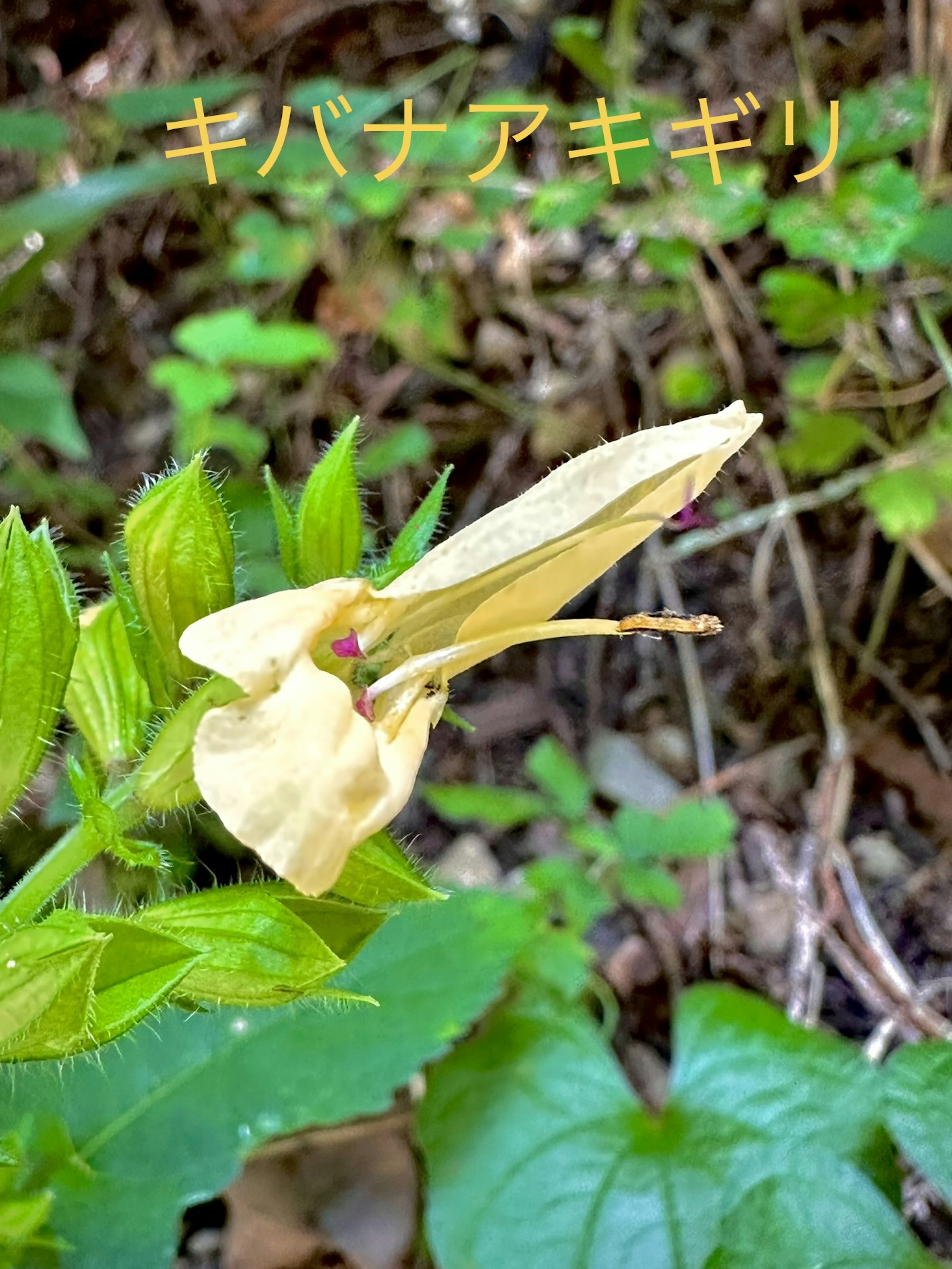 キバナアキギリの黄色い花が緑の葉に囲まれている