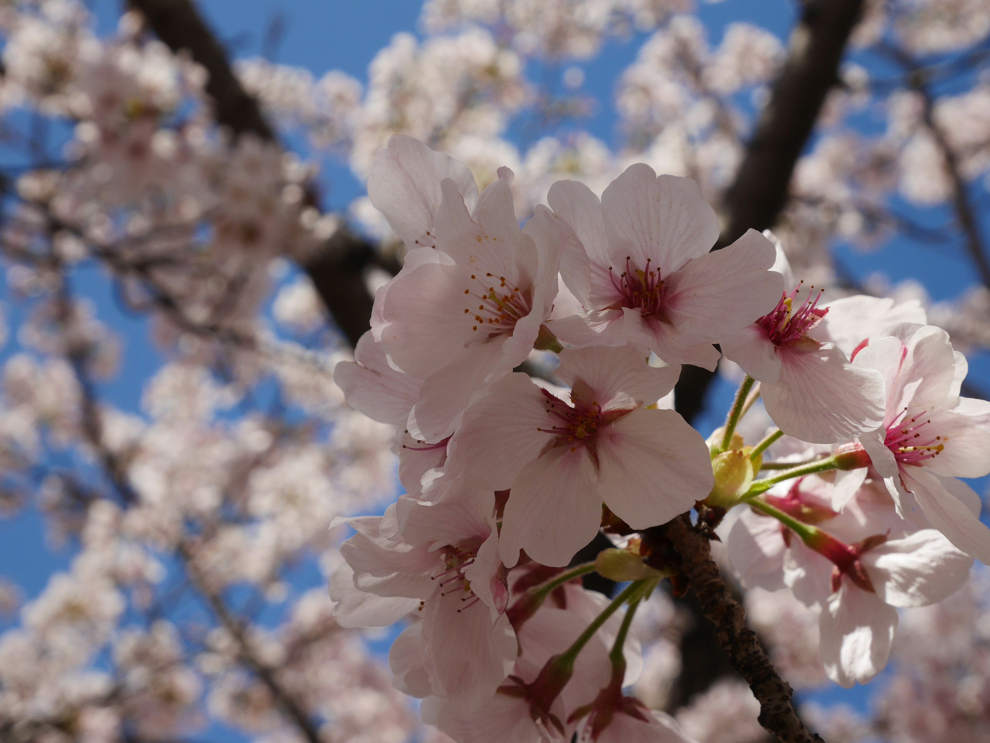 Bunga sakura mekar di bawah langit biru