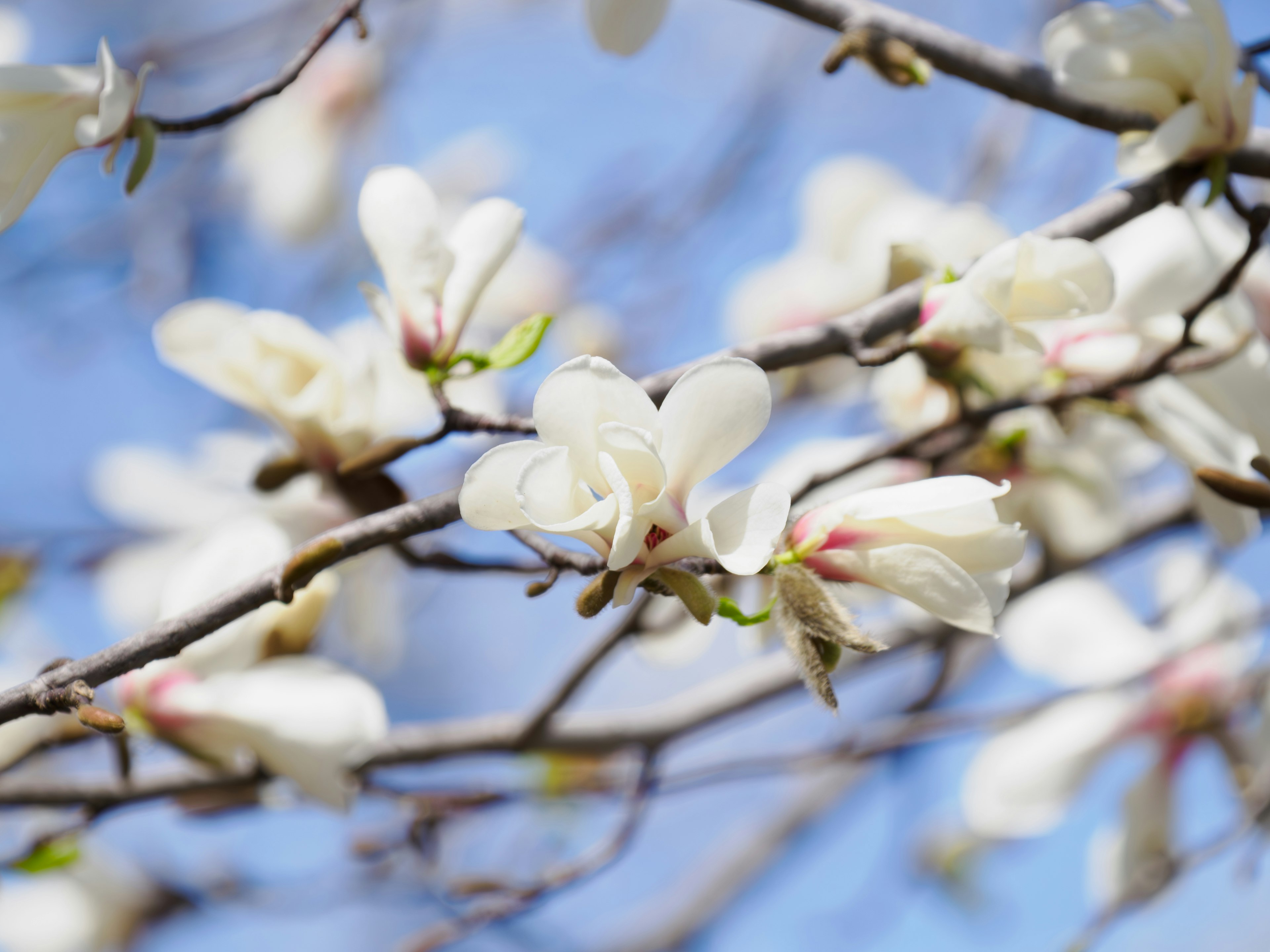 Branche avec des fleurs blanches sur fond de ciel bleu