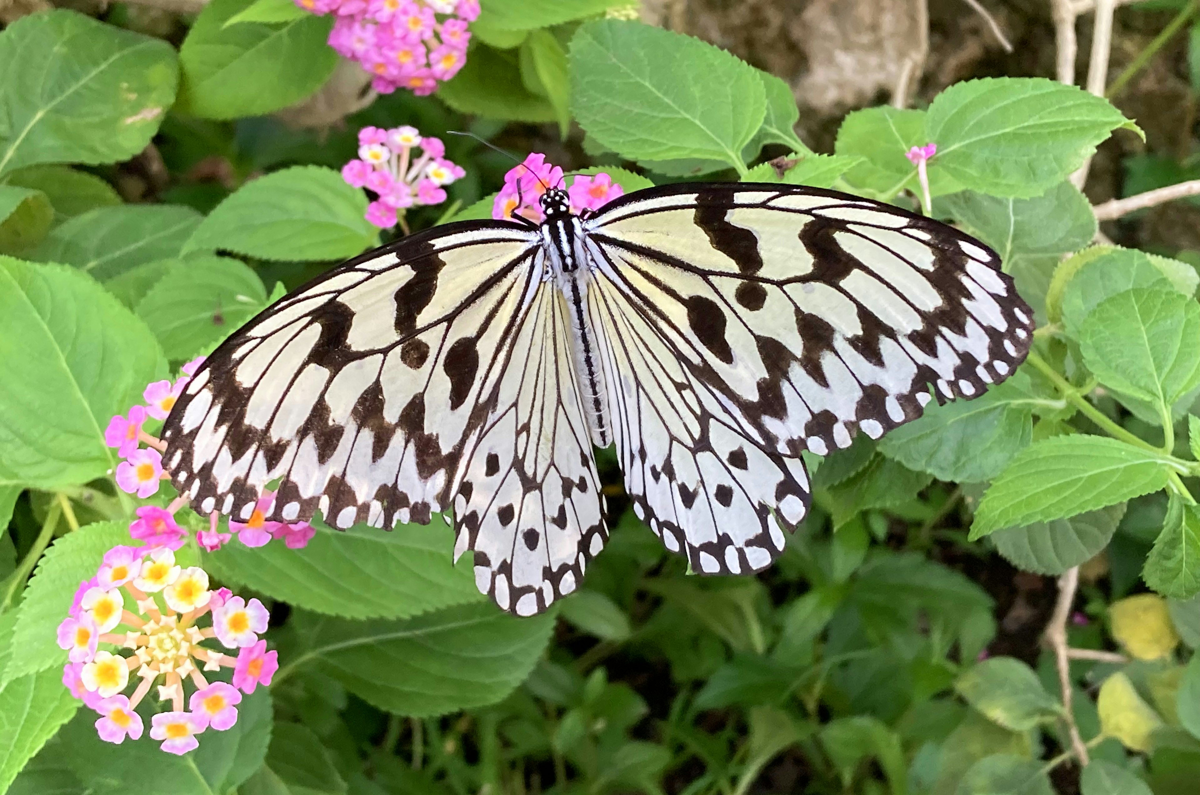 A butterfly with black and white patterns perched on colorful flowers