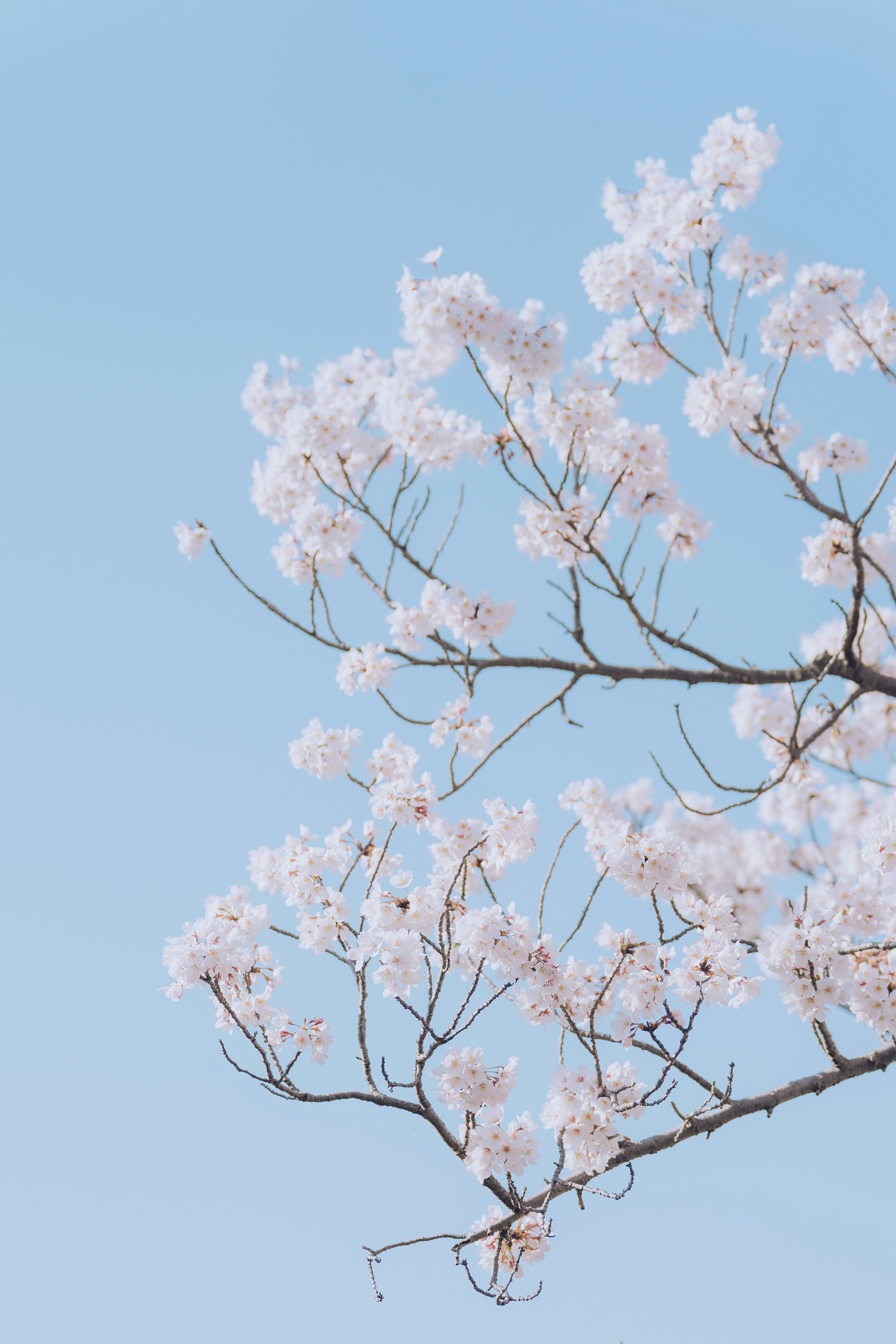 Branches of white flowers against a blue sky