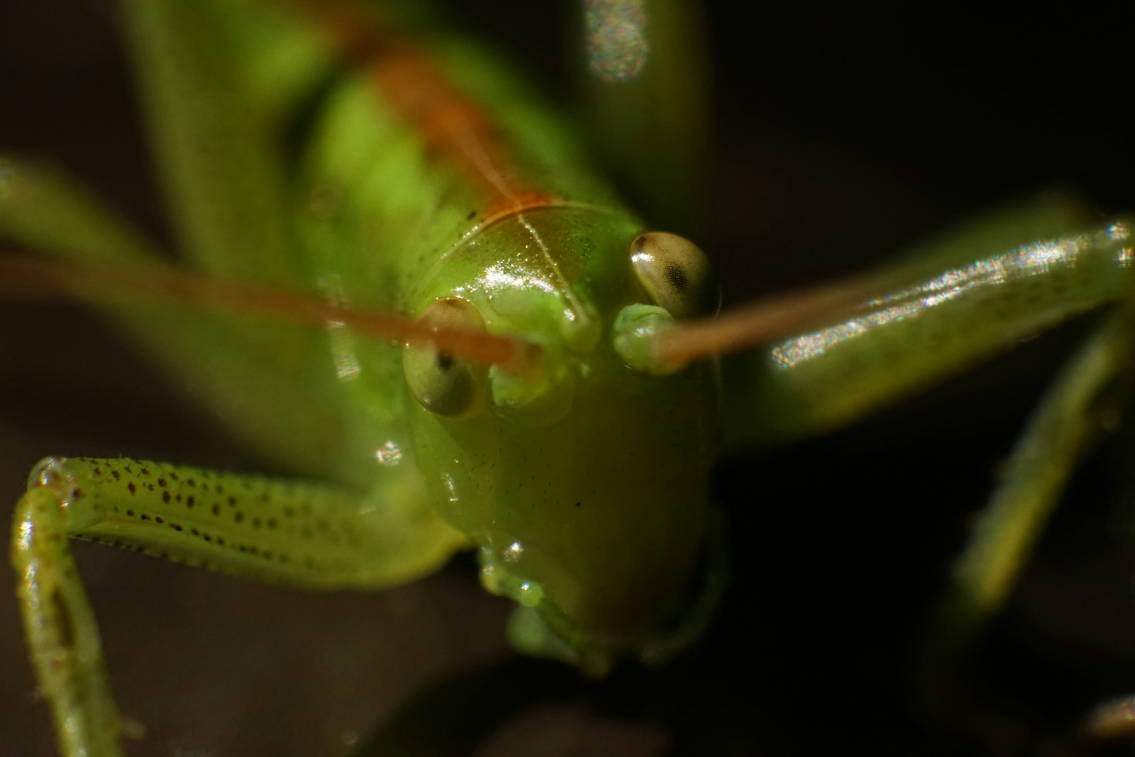 Imagen en primer plano de un saltamontes verde que muestra ojos y antenas claros