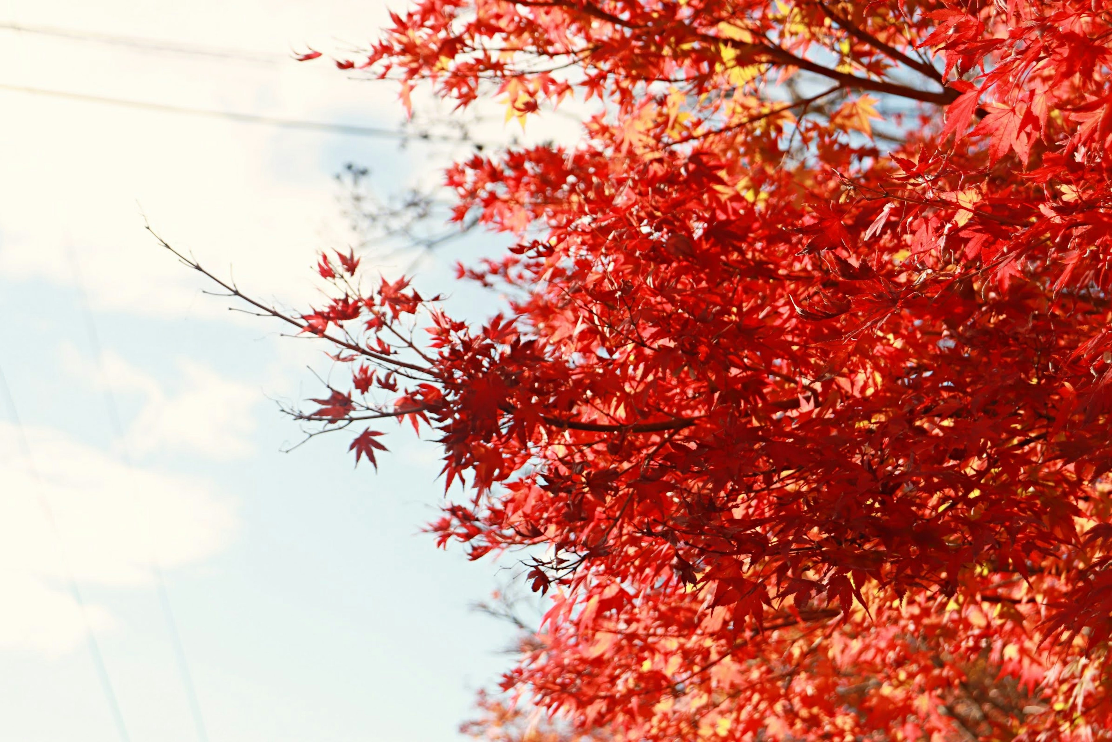 Vibrant red maple leaves under a blue sky