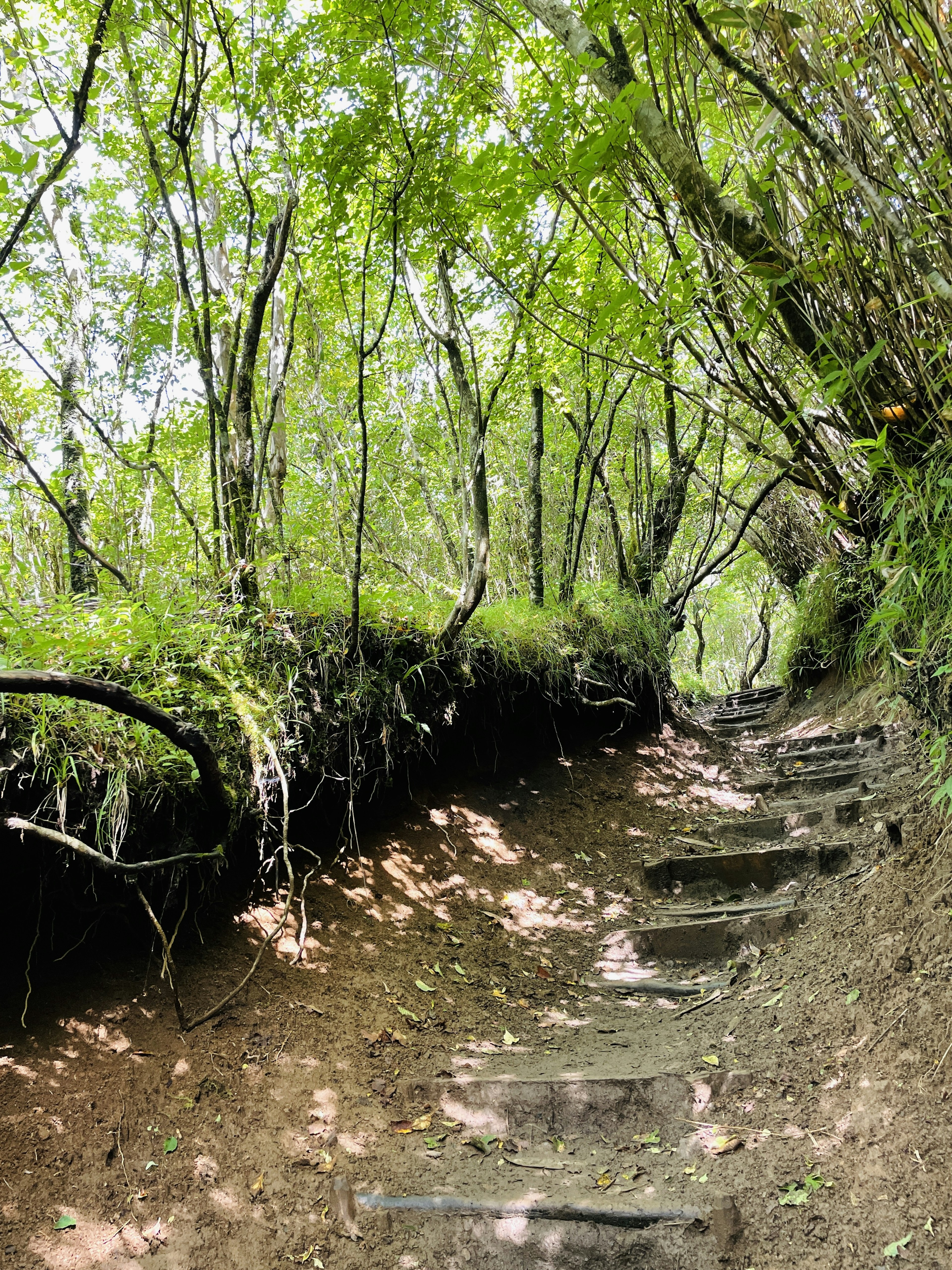 Tangga batu yang mengarah melalui hutan hijau lebat dengan dedaunan lebat