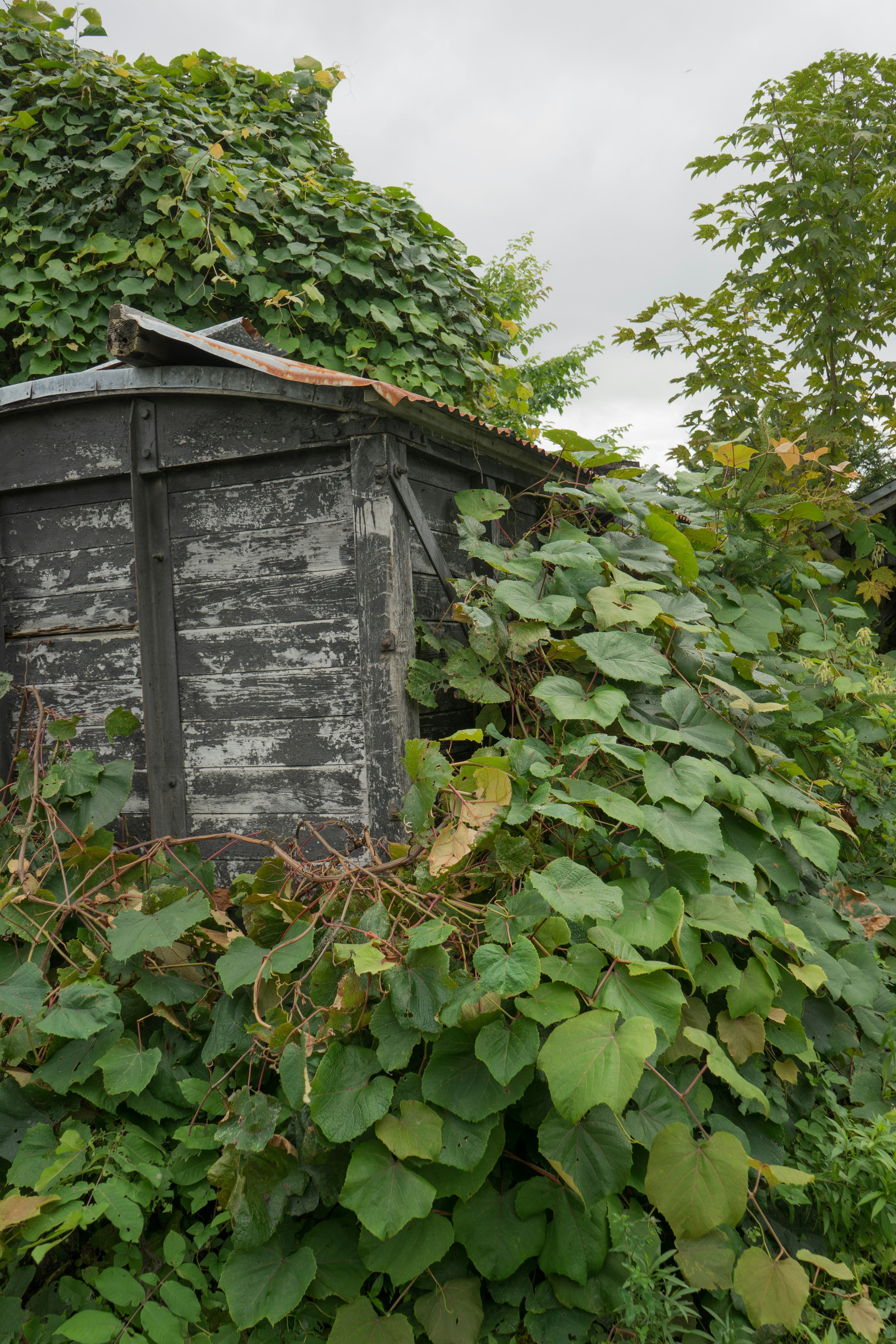 An old shed covered in green foliage