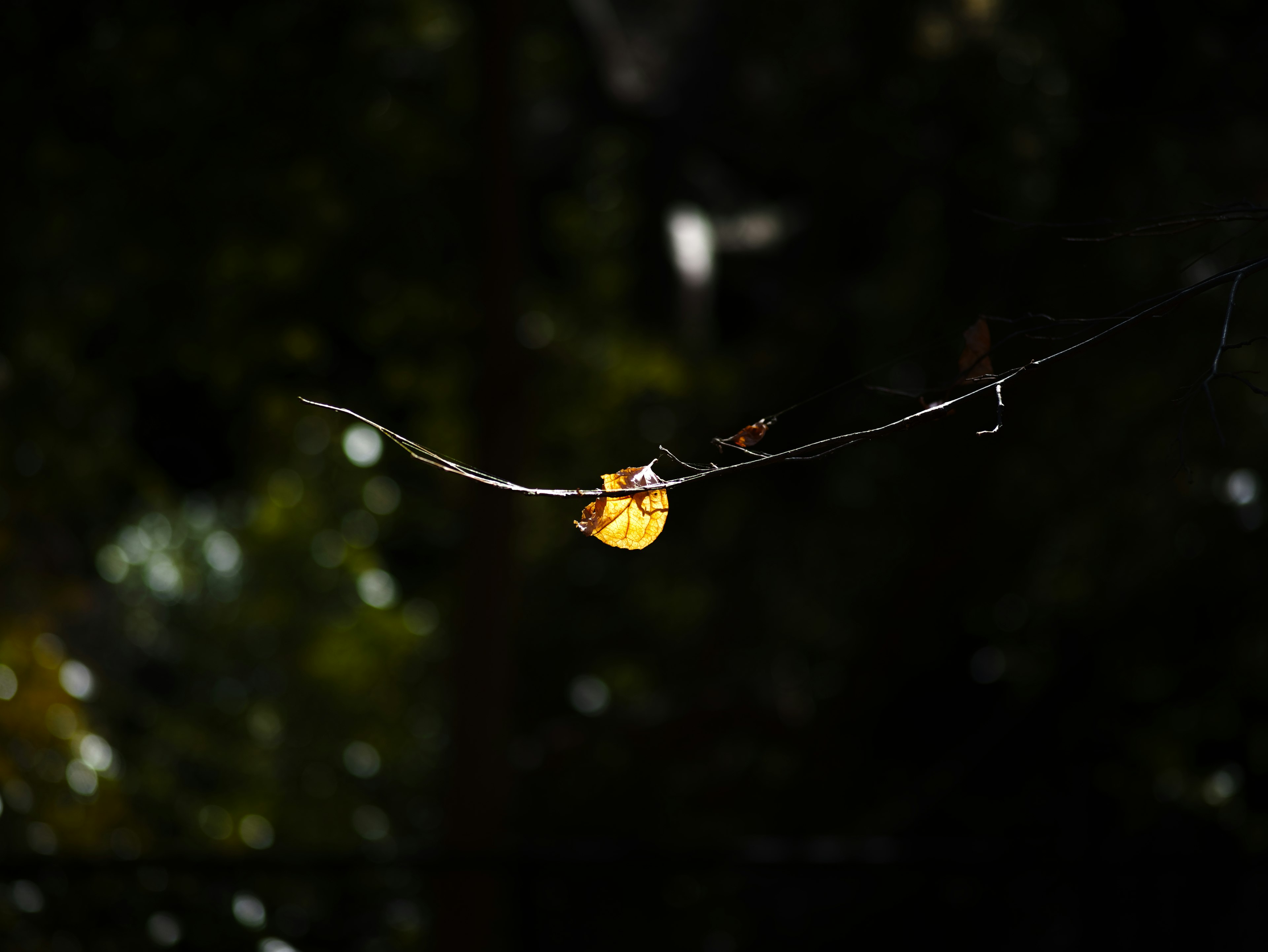 A bright yellow leaf resting on a slender branch against a dark background