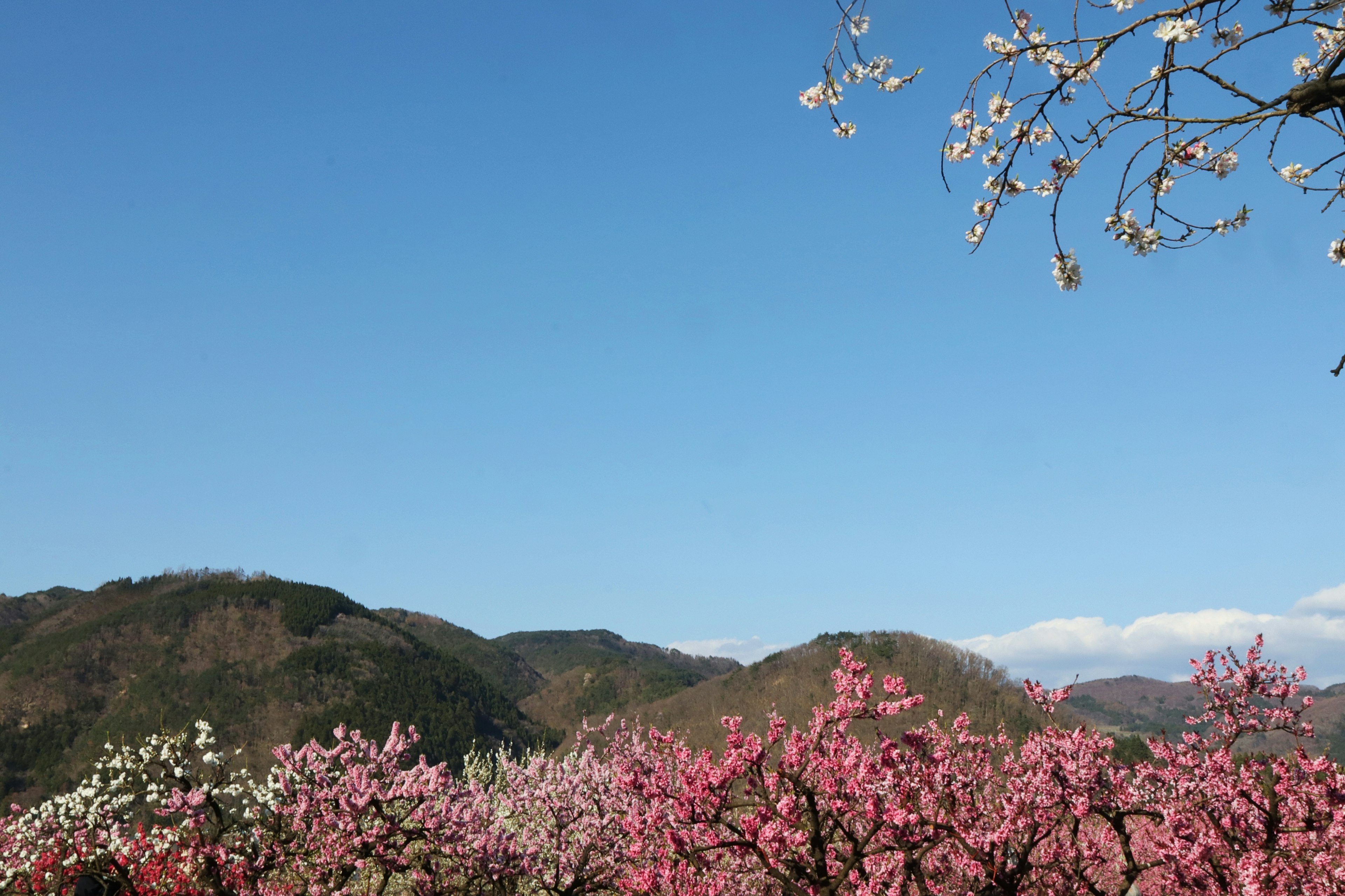 Colorful cherry blossoms blooming under a clear blue sky