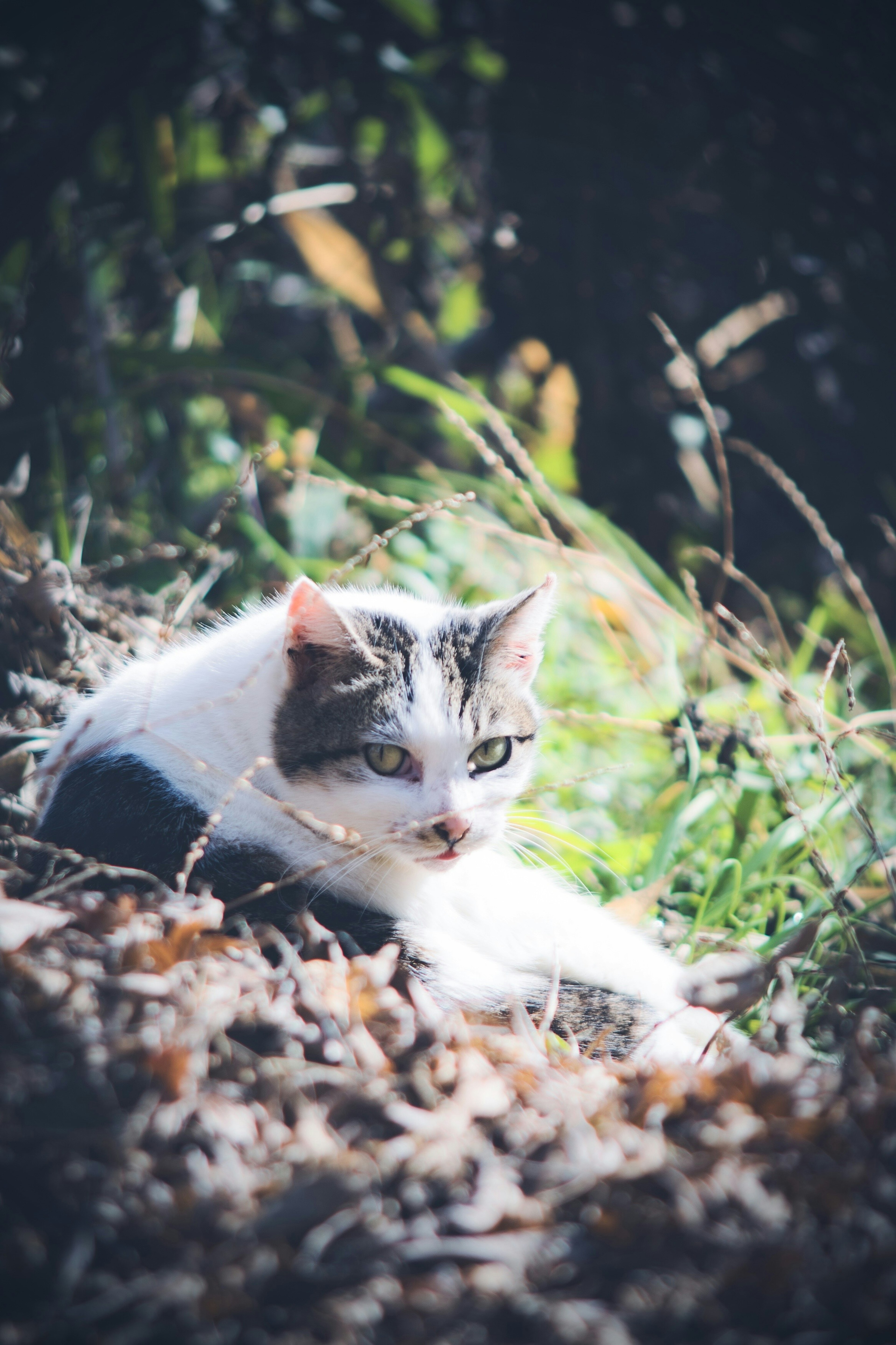 A white and gray cat relaxing in the grass