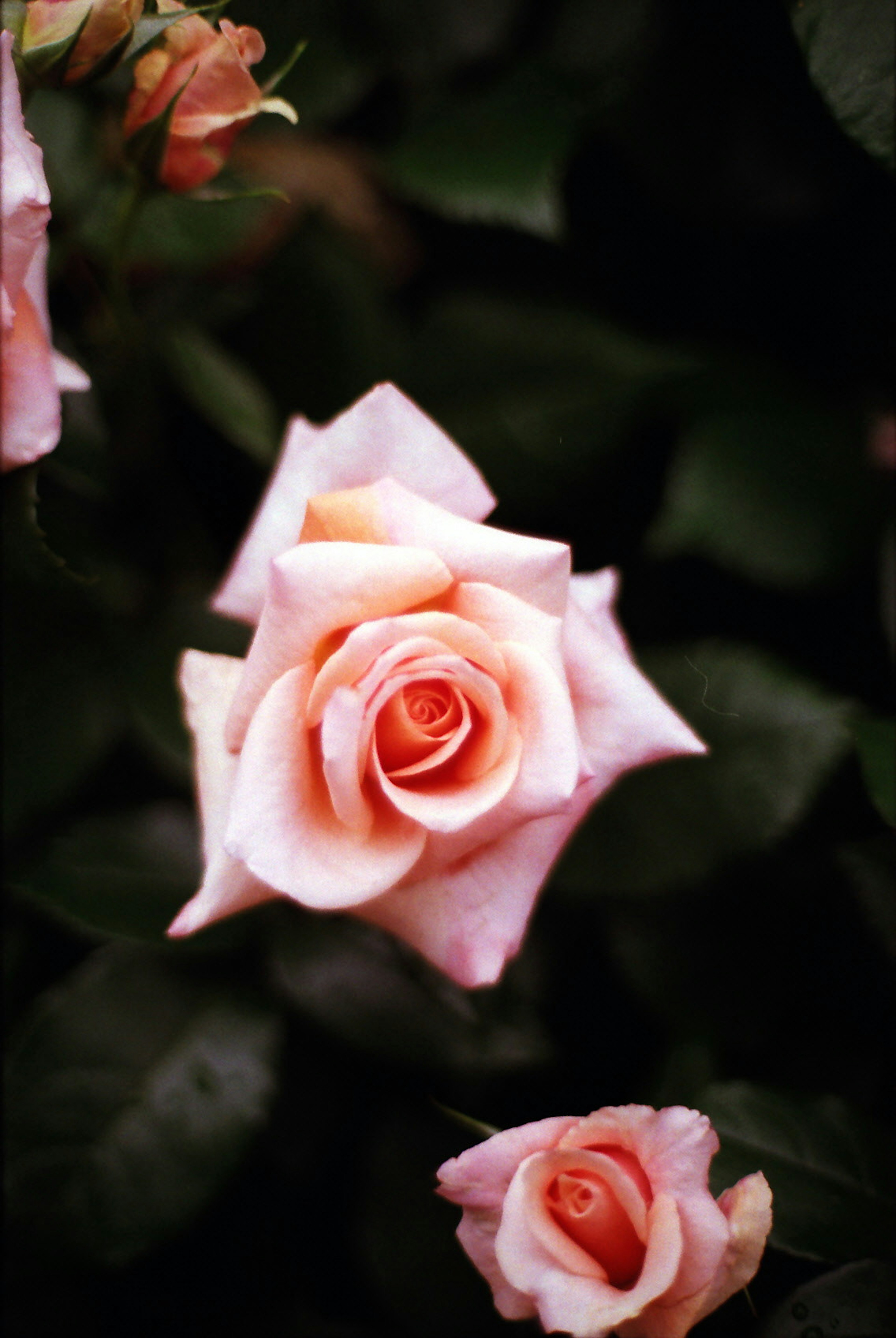 Eine blassrosa Rose umgeben von grünen Blättern