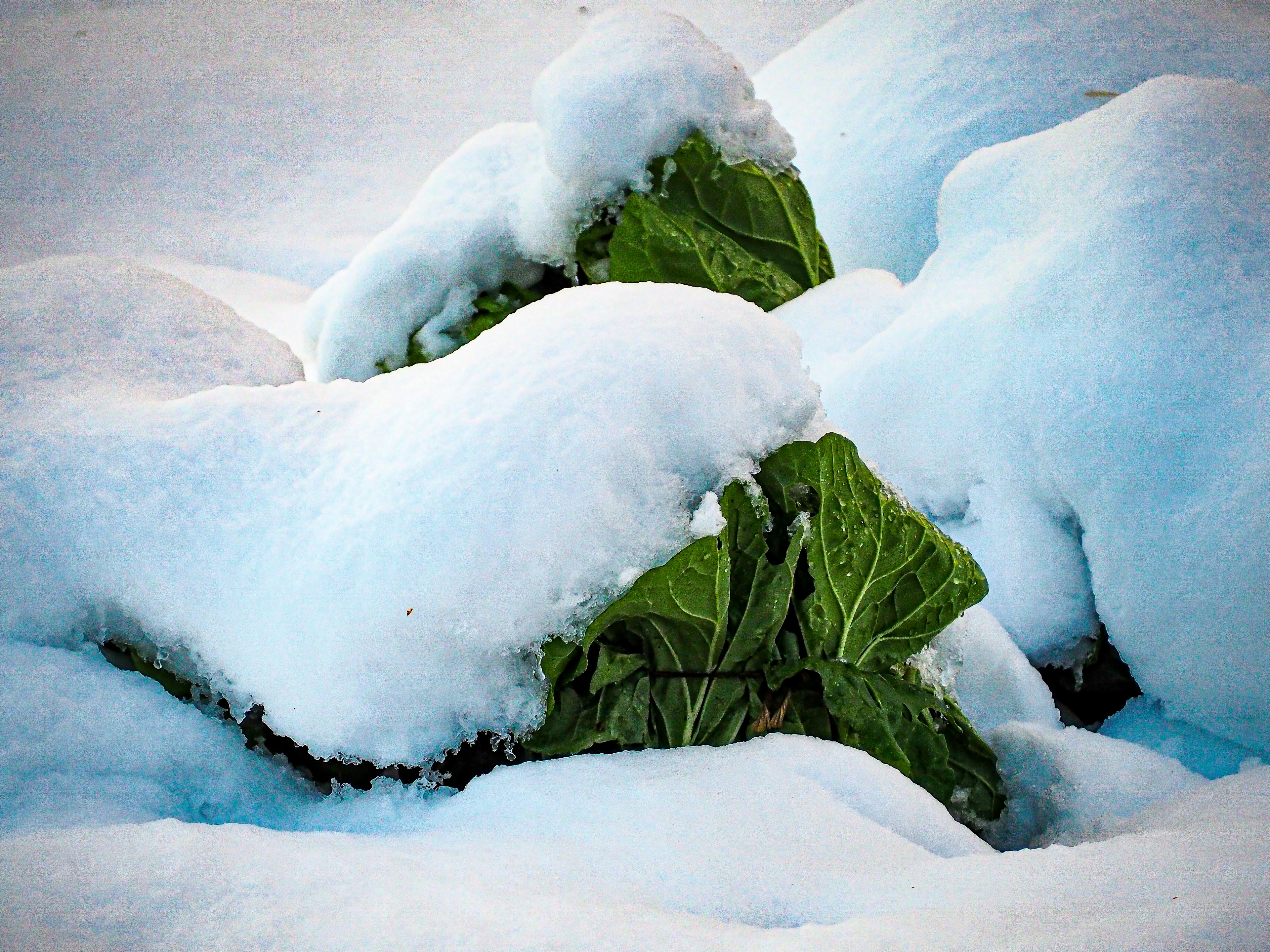 雪に覆われた葉野菜のクローズアップ