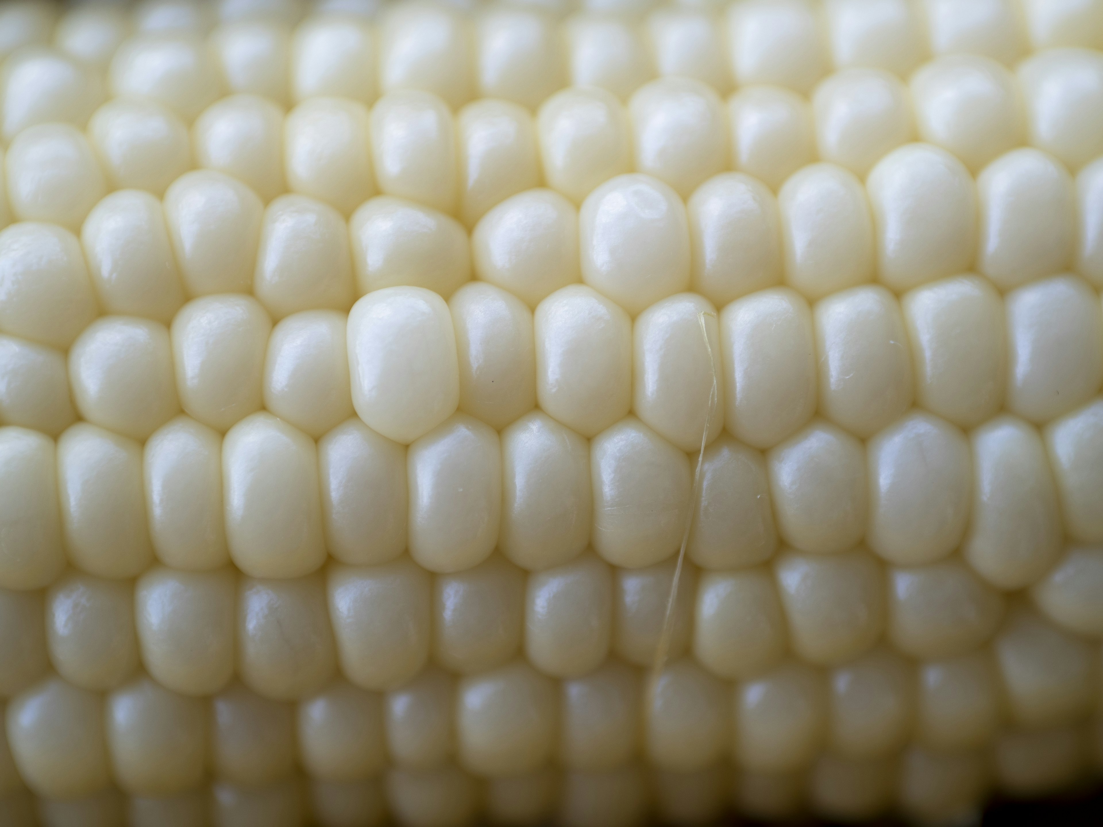 Foto close-up dari tongkol jagung putih