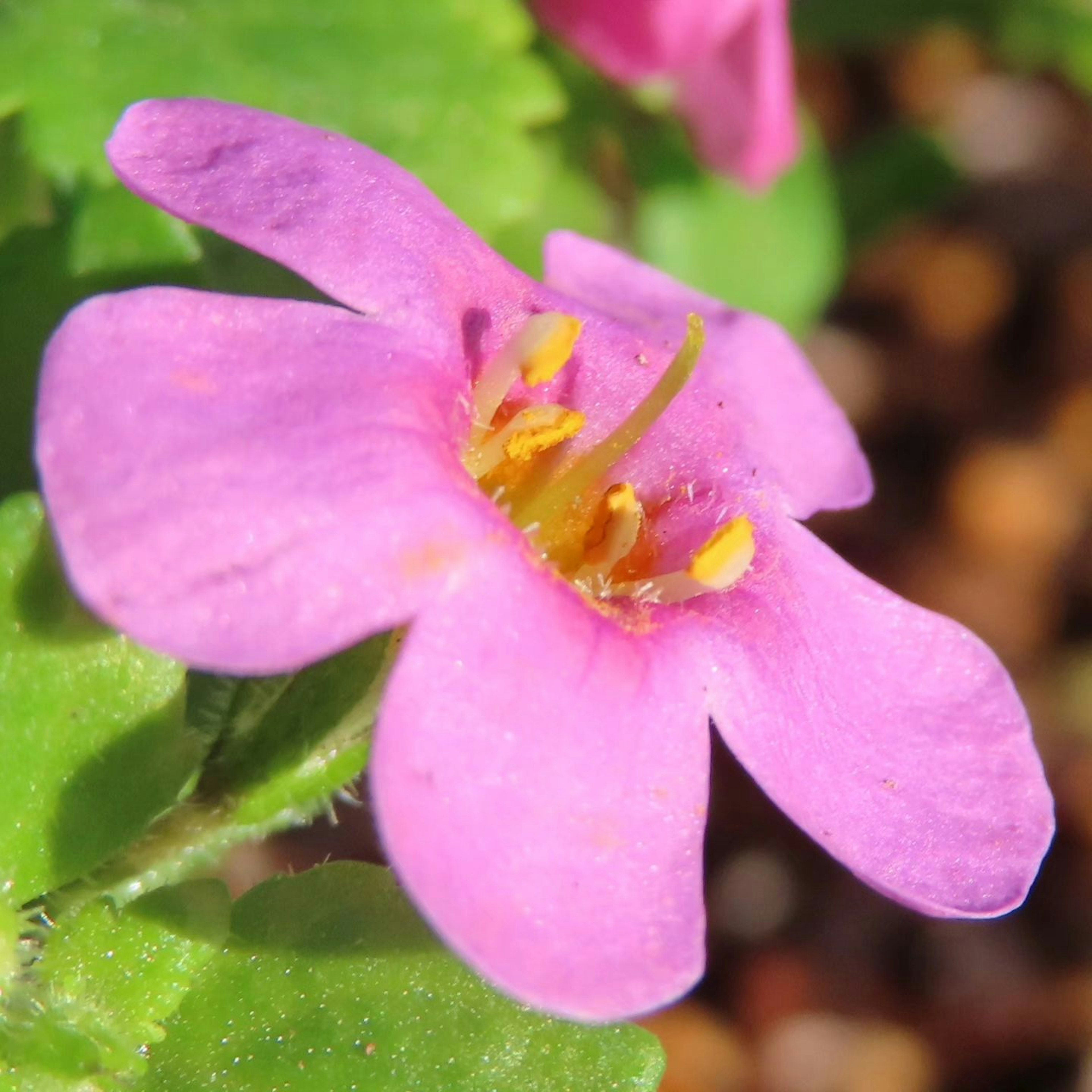 Acercamiento de una pequeña flor rosa rodeada de hojas verdes