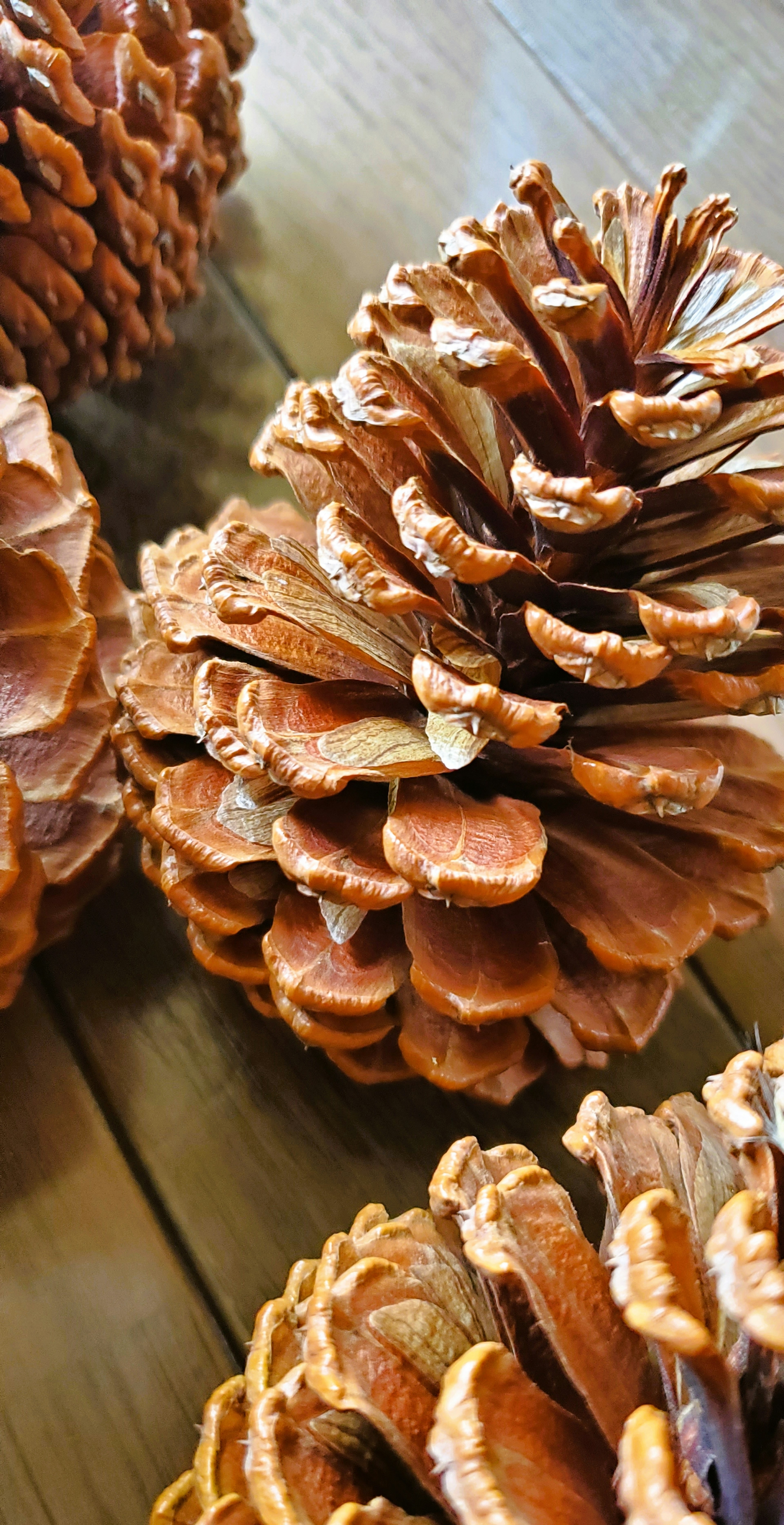 Pine cones arranged on a wooden table