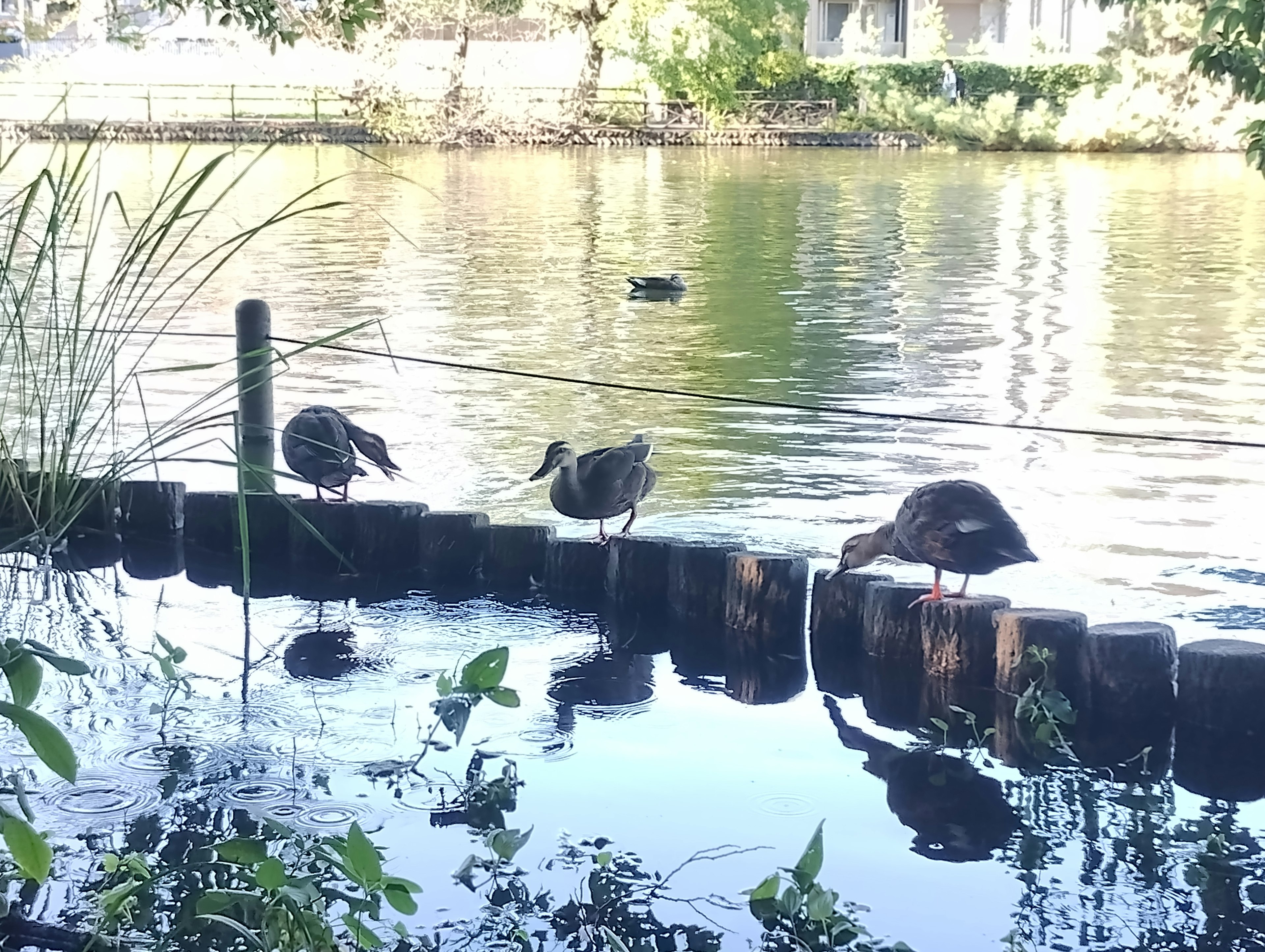 Anatre vicino all'acqua in un lago tranquillo