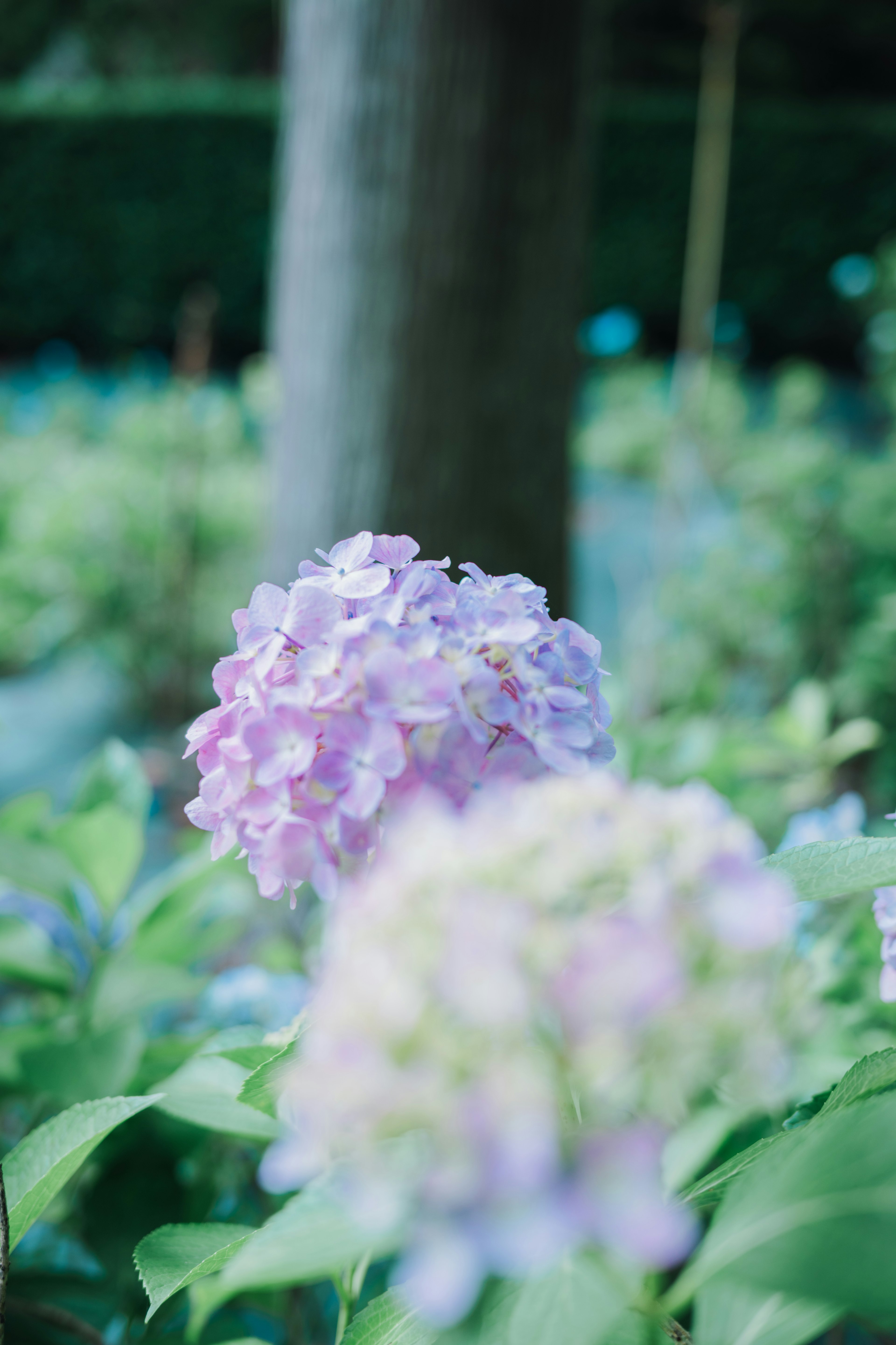 Scene featuring pale purple hydrangea flowers with green leaves and a tree trunk in the background