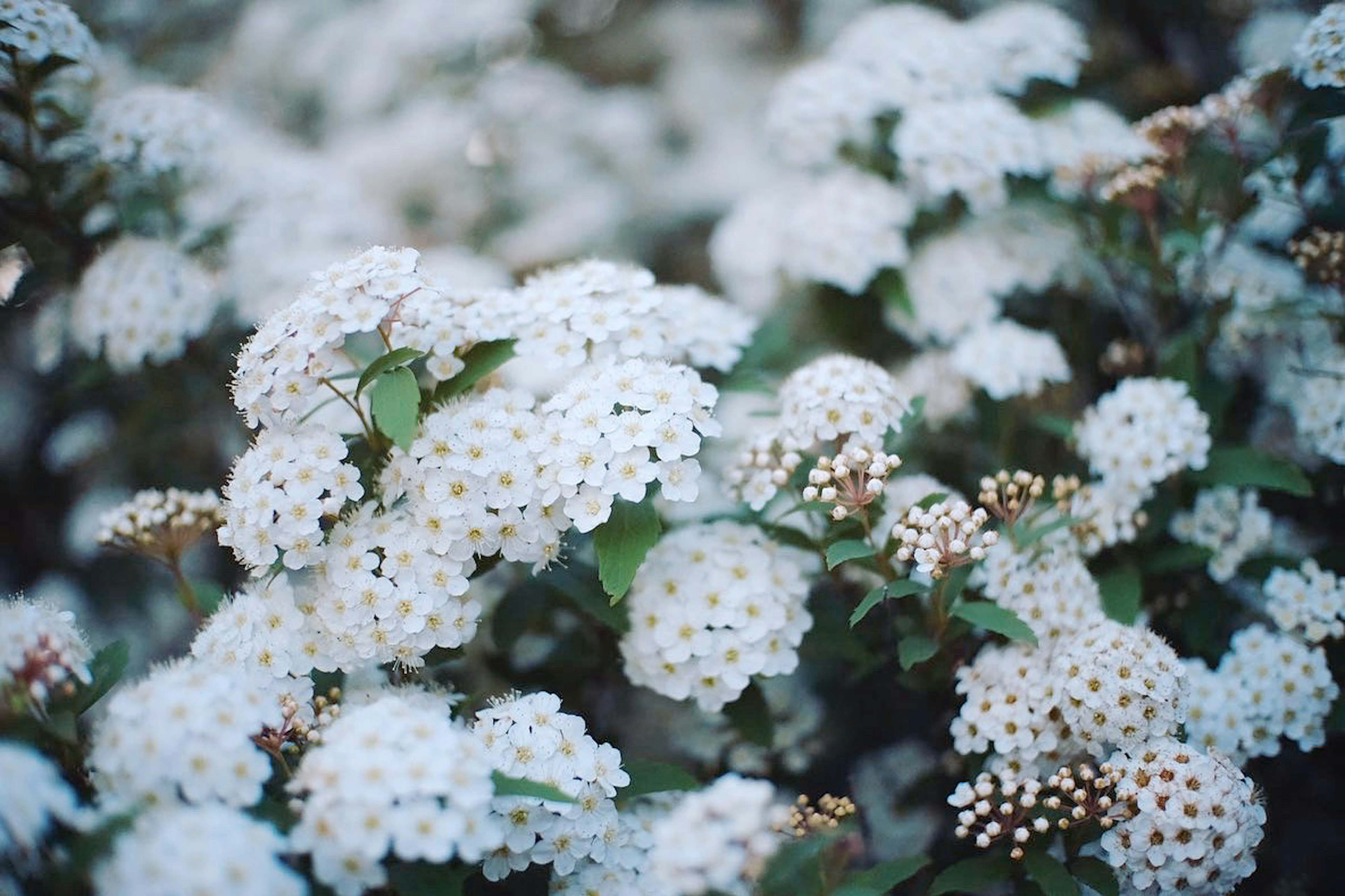 白い花が咲いている植物のクローズアップ写真