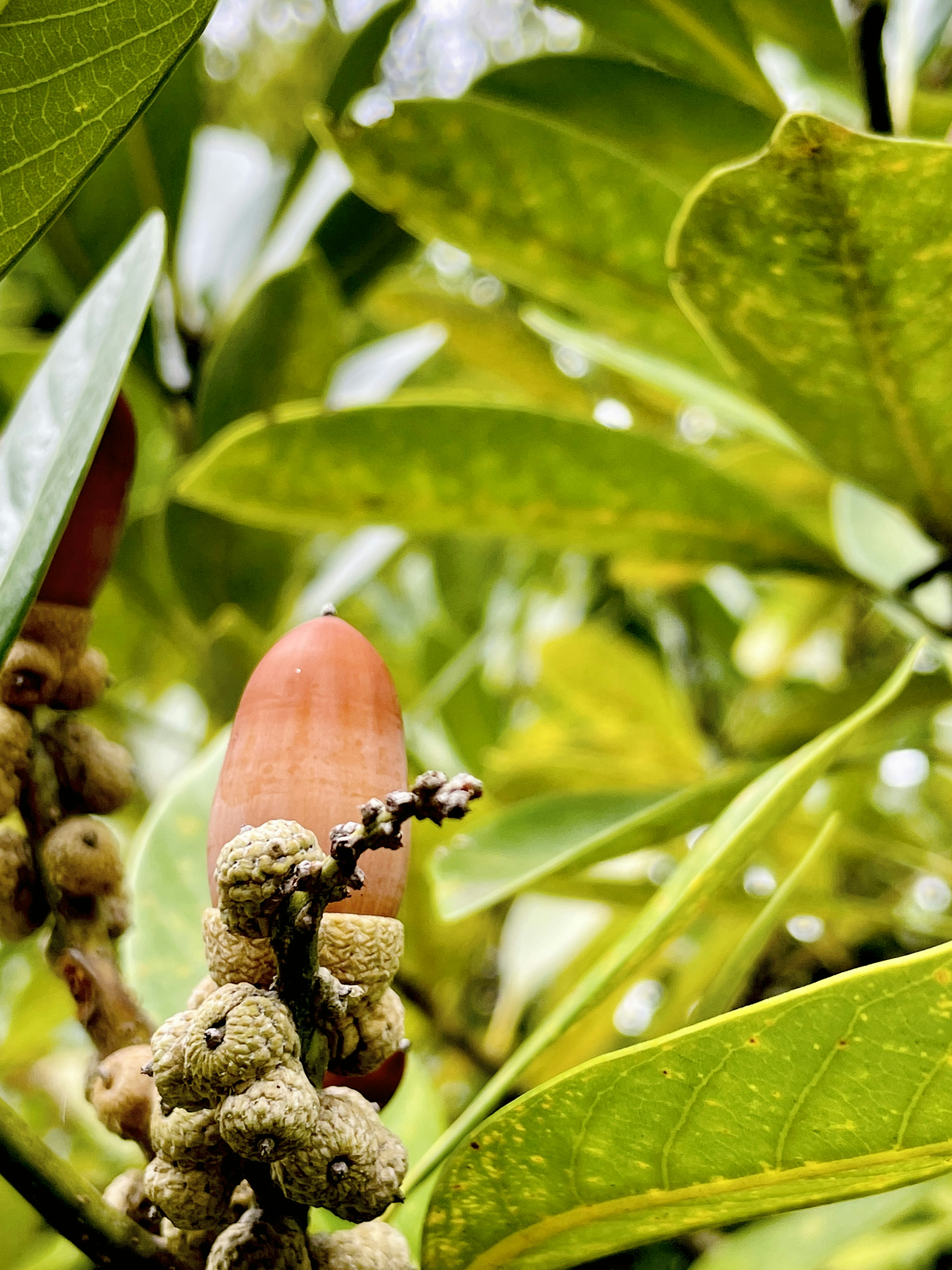 Close-up photo of a plant with green leaves and fruit