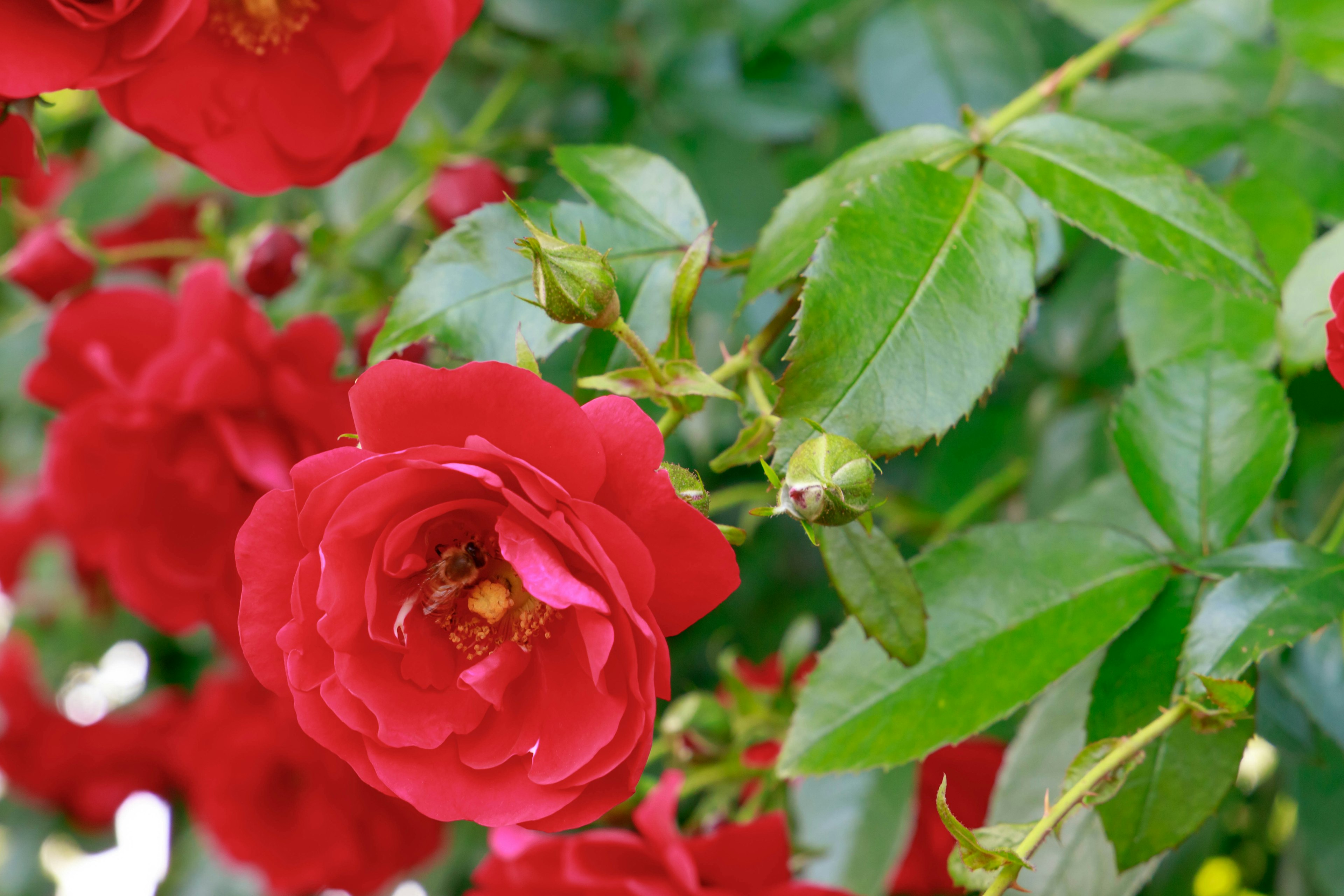 鮮やかな赤いバラの花と緑の葉が絡み合っている様子