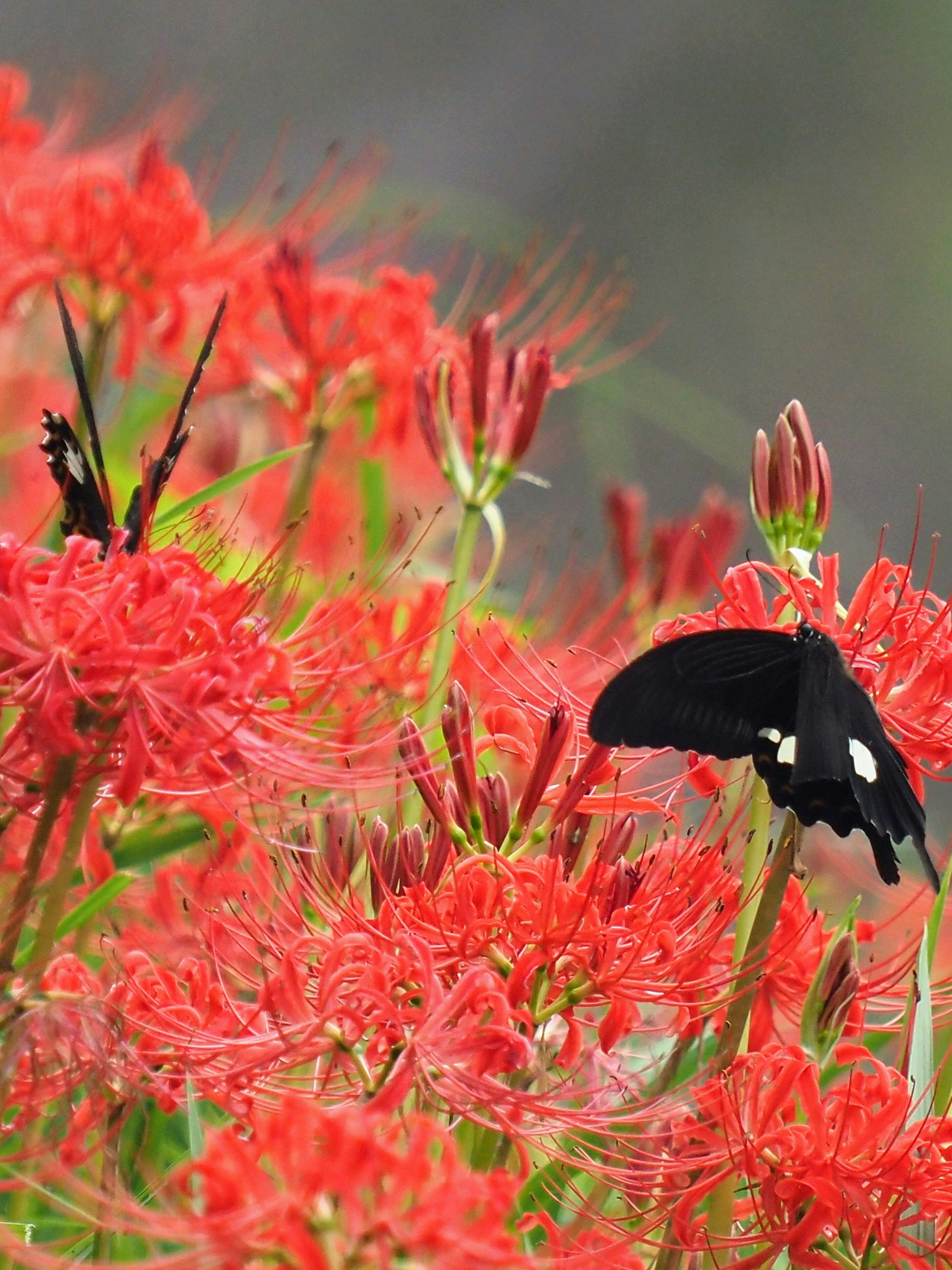 A beautiful scene of black butterflies among vibrant red spider lilies