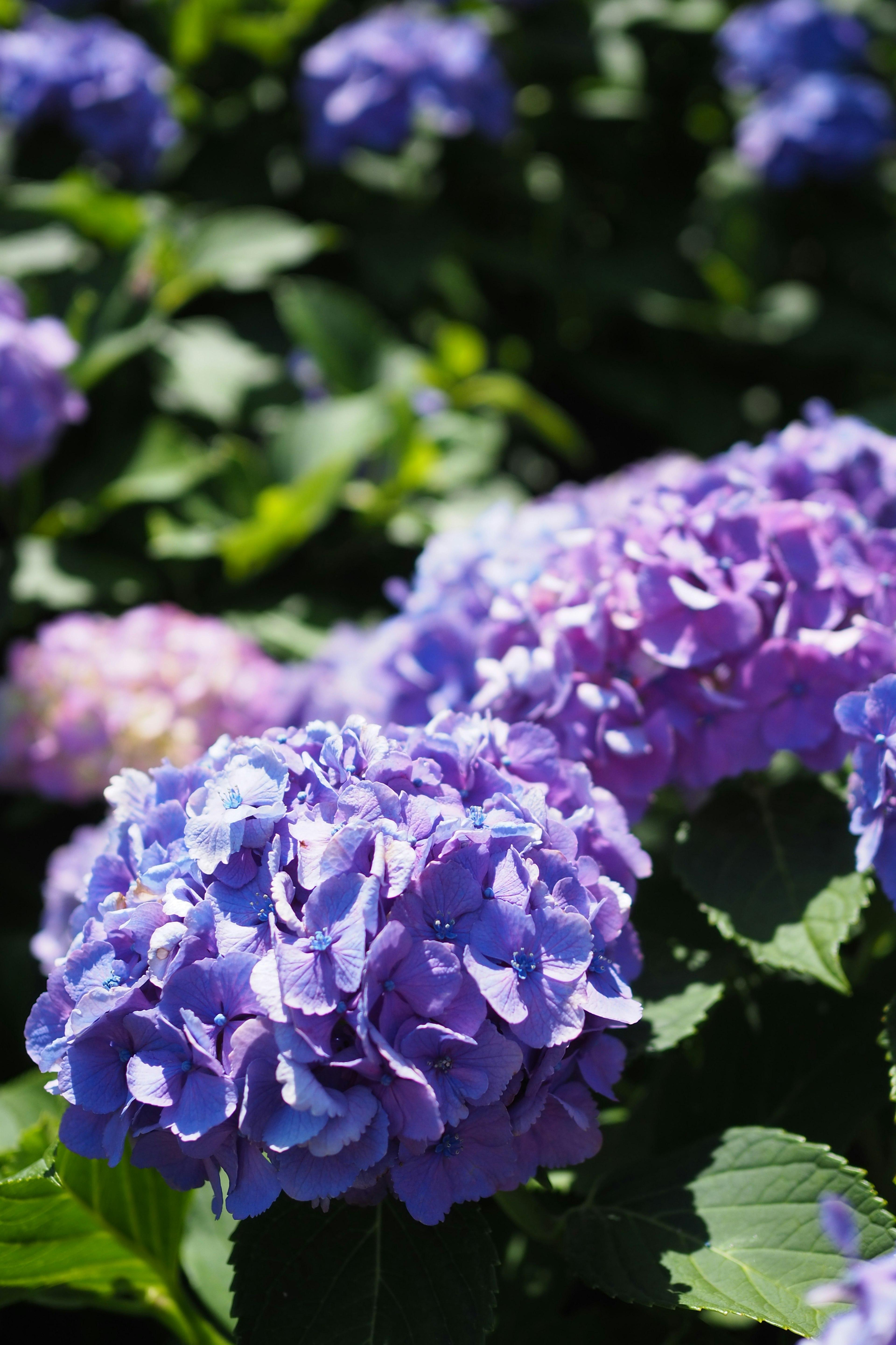 Racimos de flores de hortensia moradas rodeadas de hojas verdes