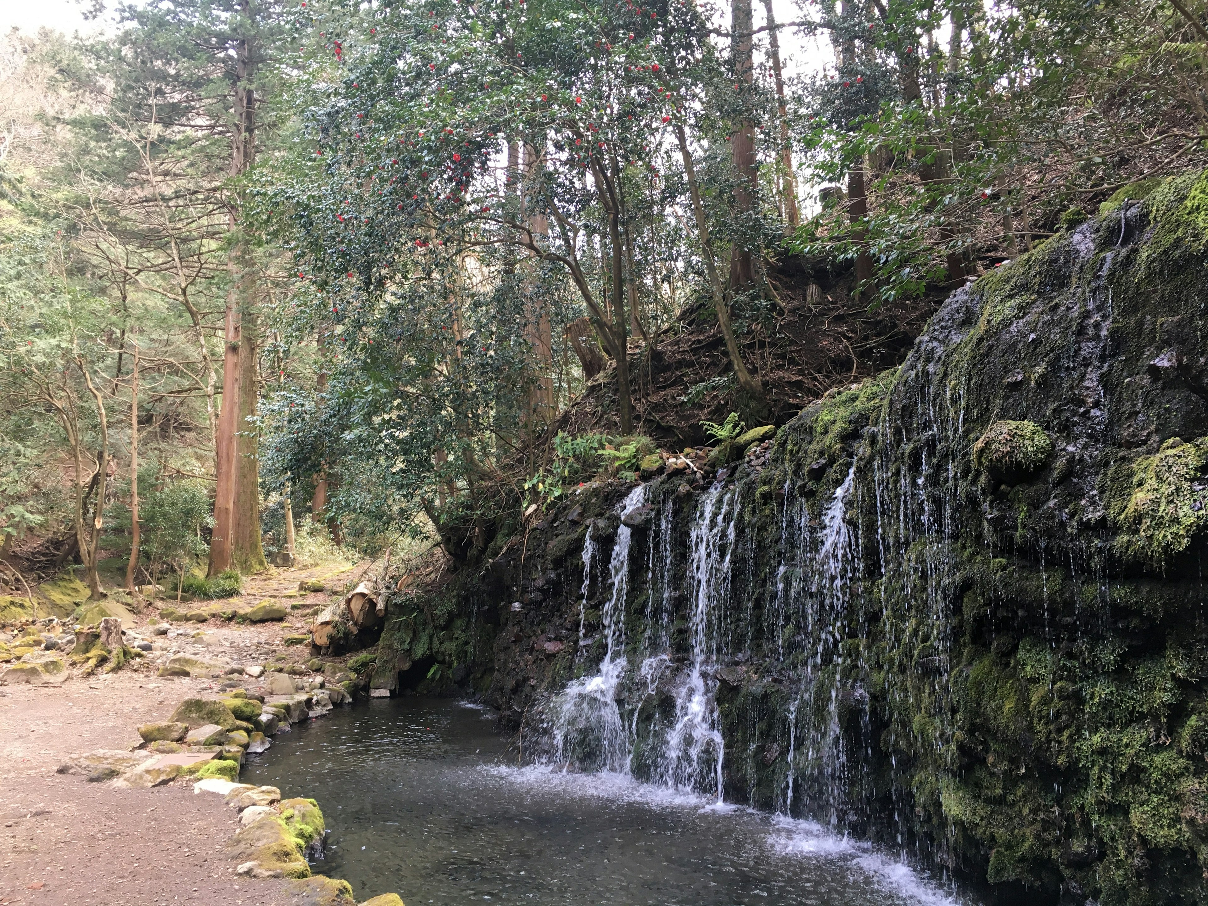 静かな森の中の小さな滝と池の風景