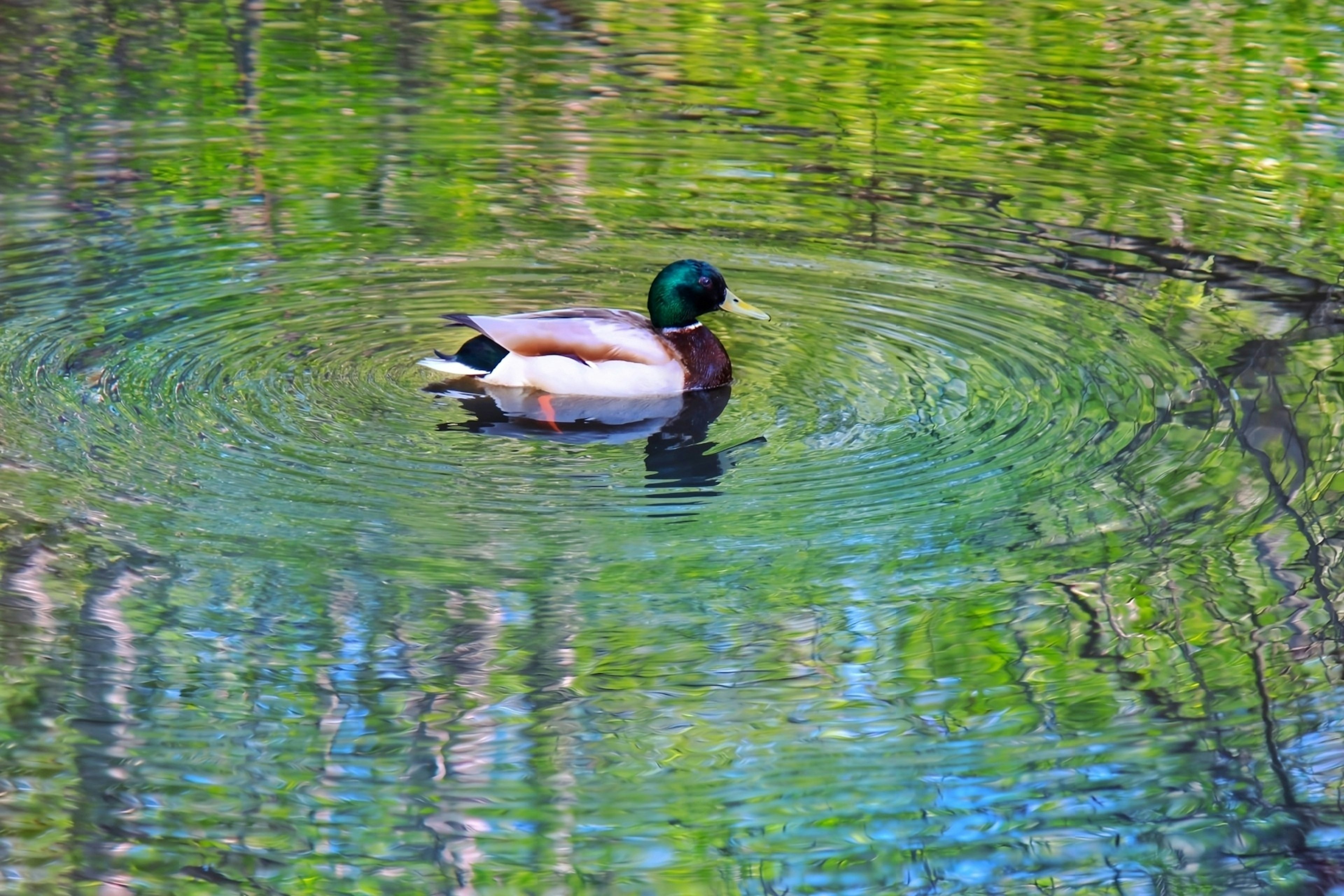 Ente schwimmt in ruhigem Wasser mit grünen Reflexionen