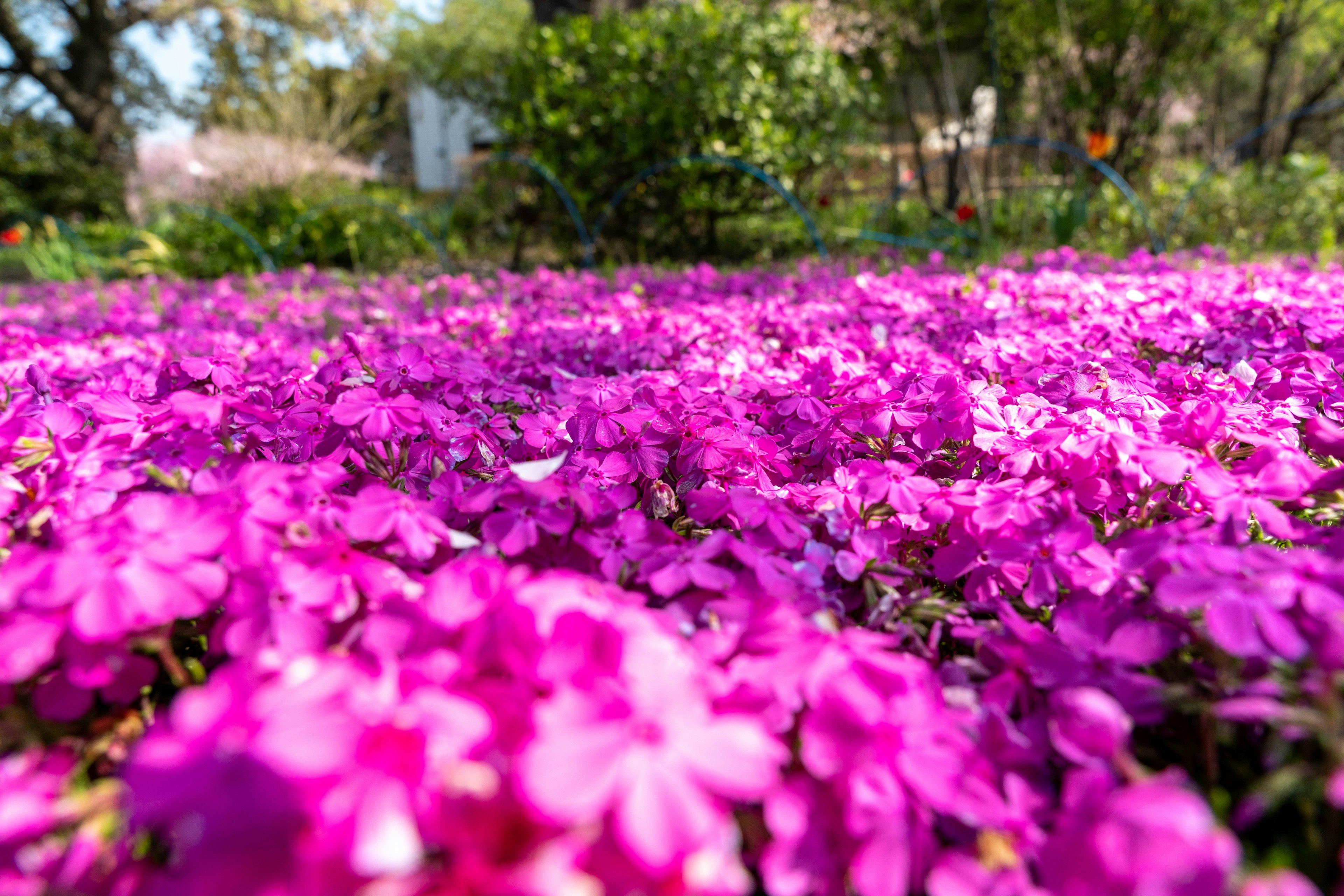 Vibrant pink flowers covering a lush landscape