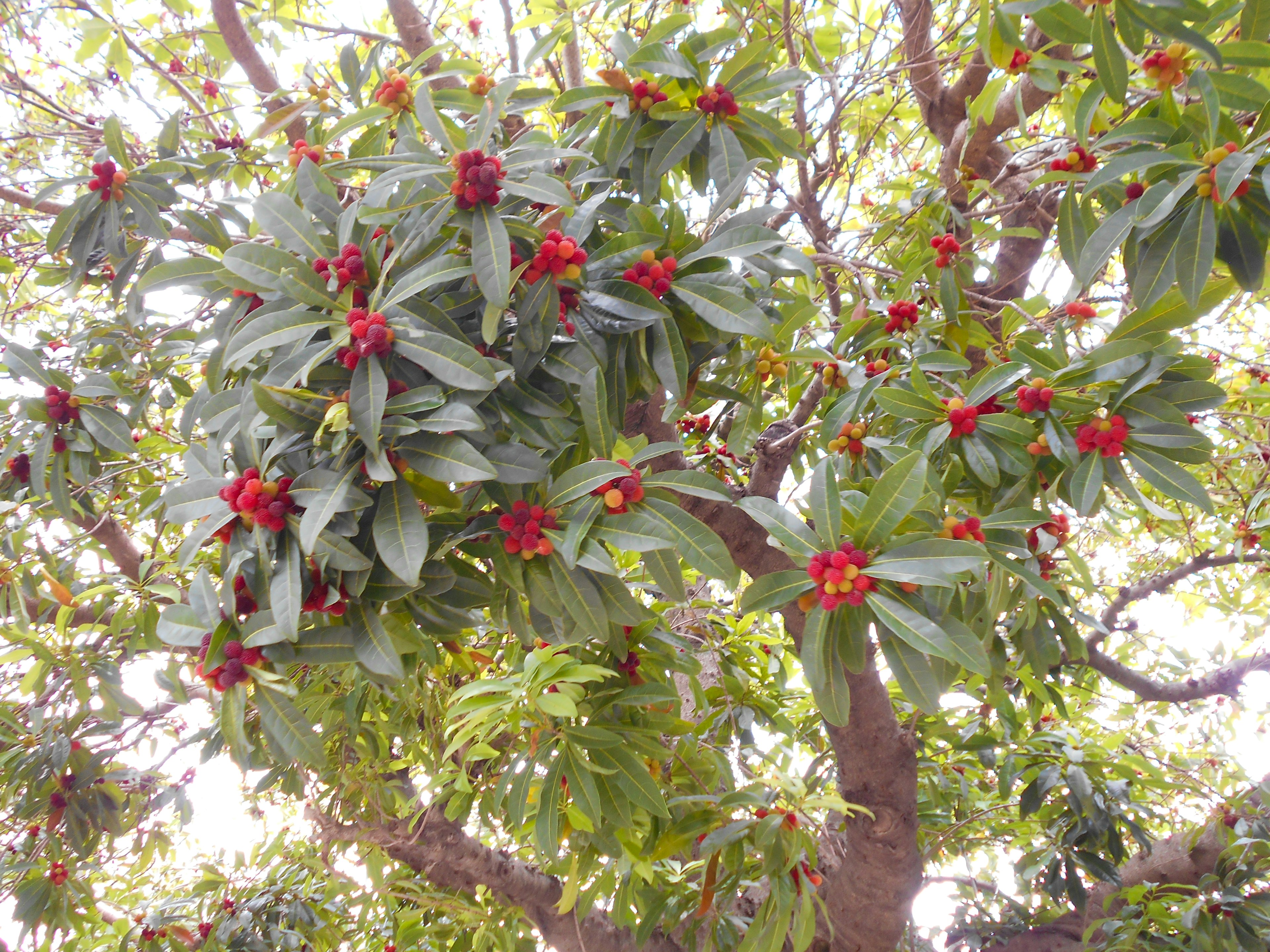 Nahaufnahme eines Baumes mit grünen Blättern und roten Blüten