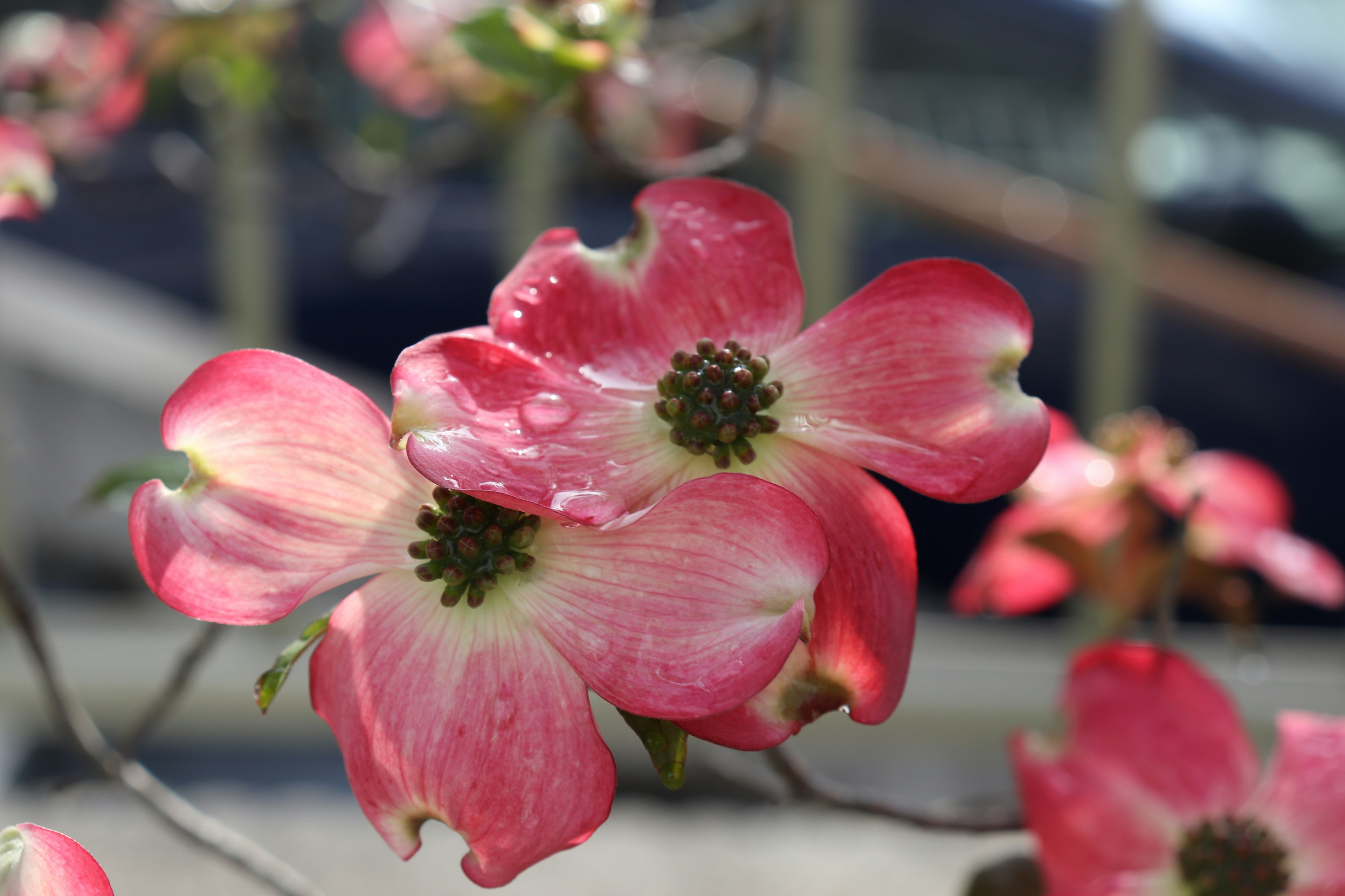 Bunga dogwood merah muda mekar dengan latar belakang buram