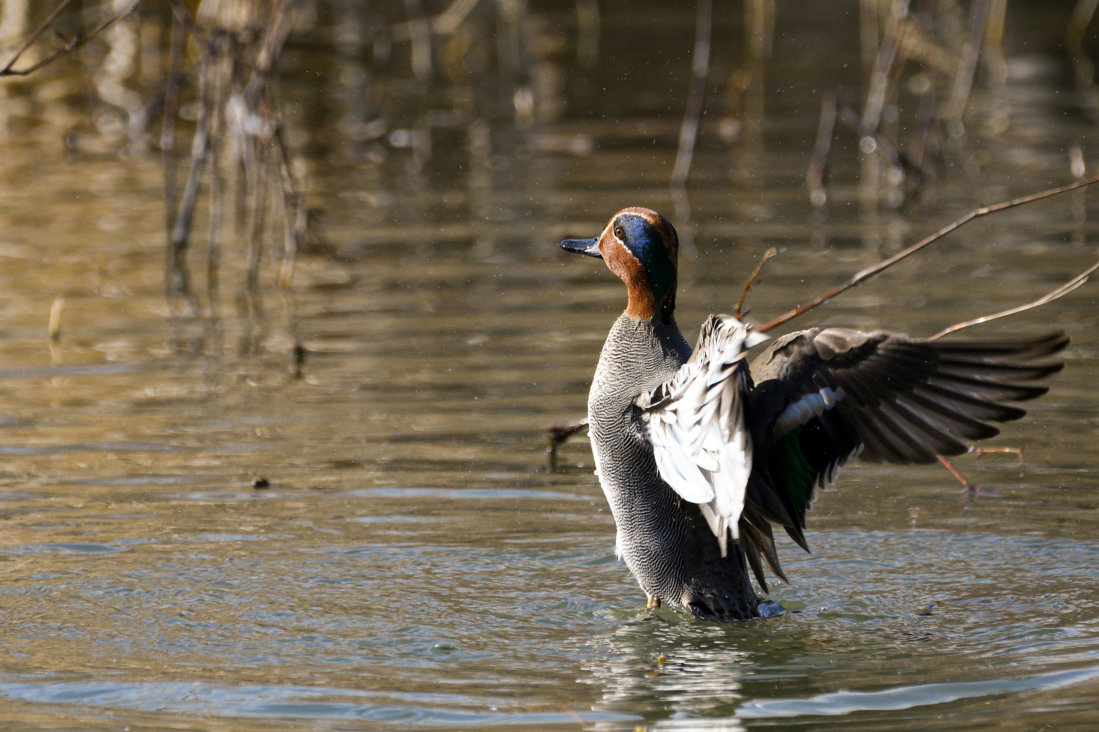 Männlicher Ente breitet die Flügel auf der Wasseroberfläche aus