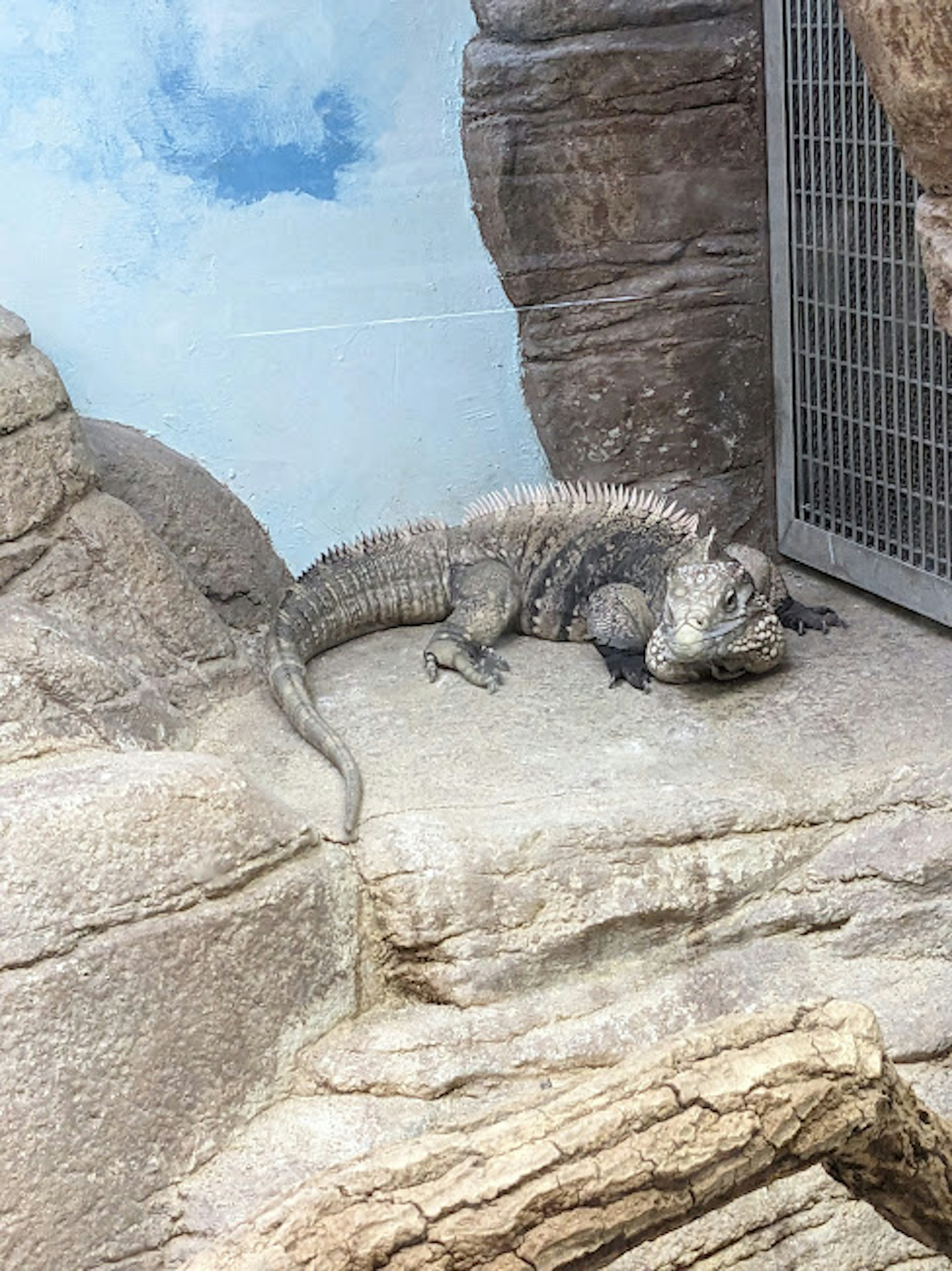 Reptil yang mirip buaya beristirahat di permukaan berbatu