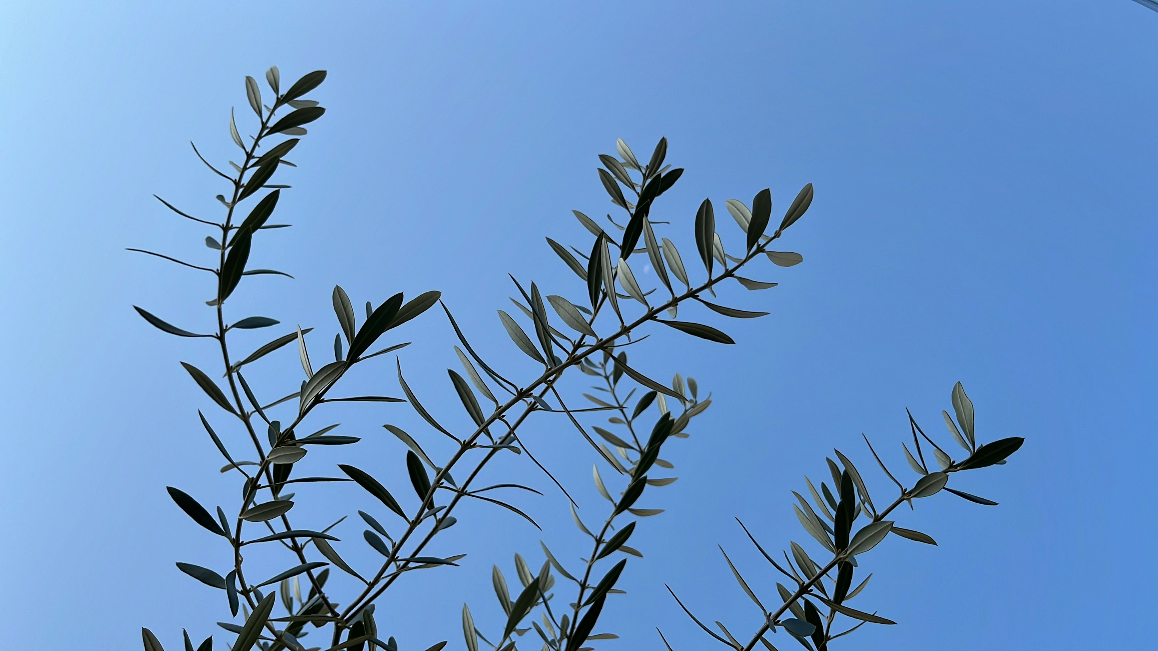 Äste einer Pflanze mit Blättern vor einem blauen Himmel