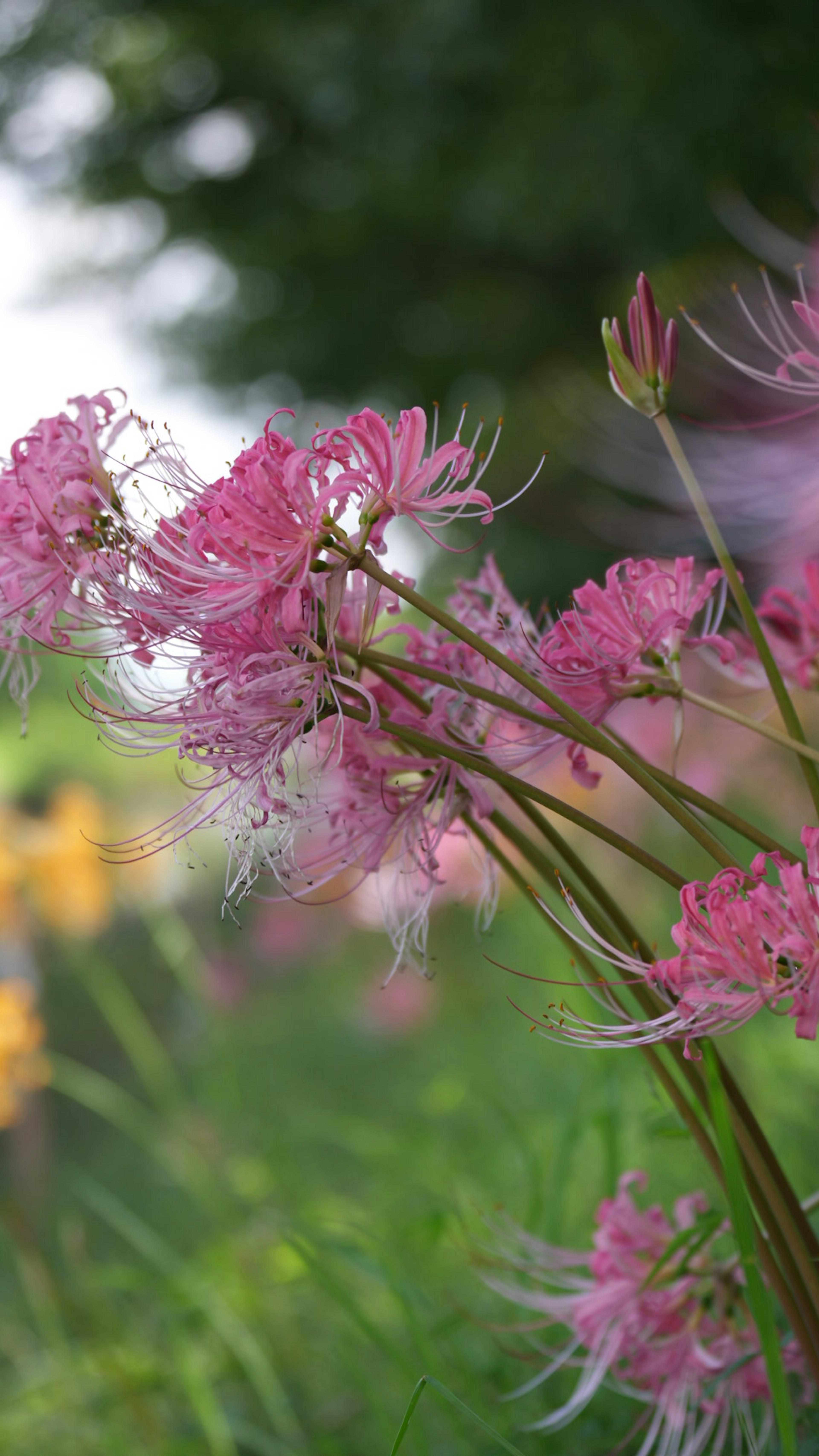 Close-up of pink flowers in a natural setting